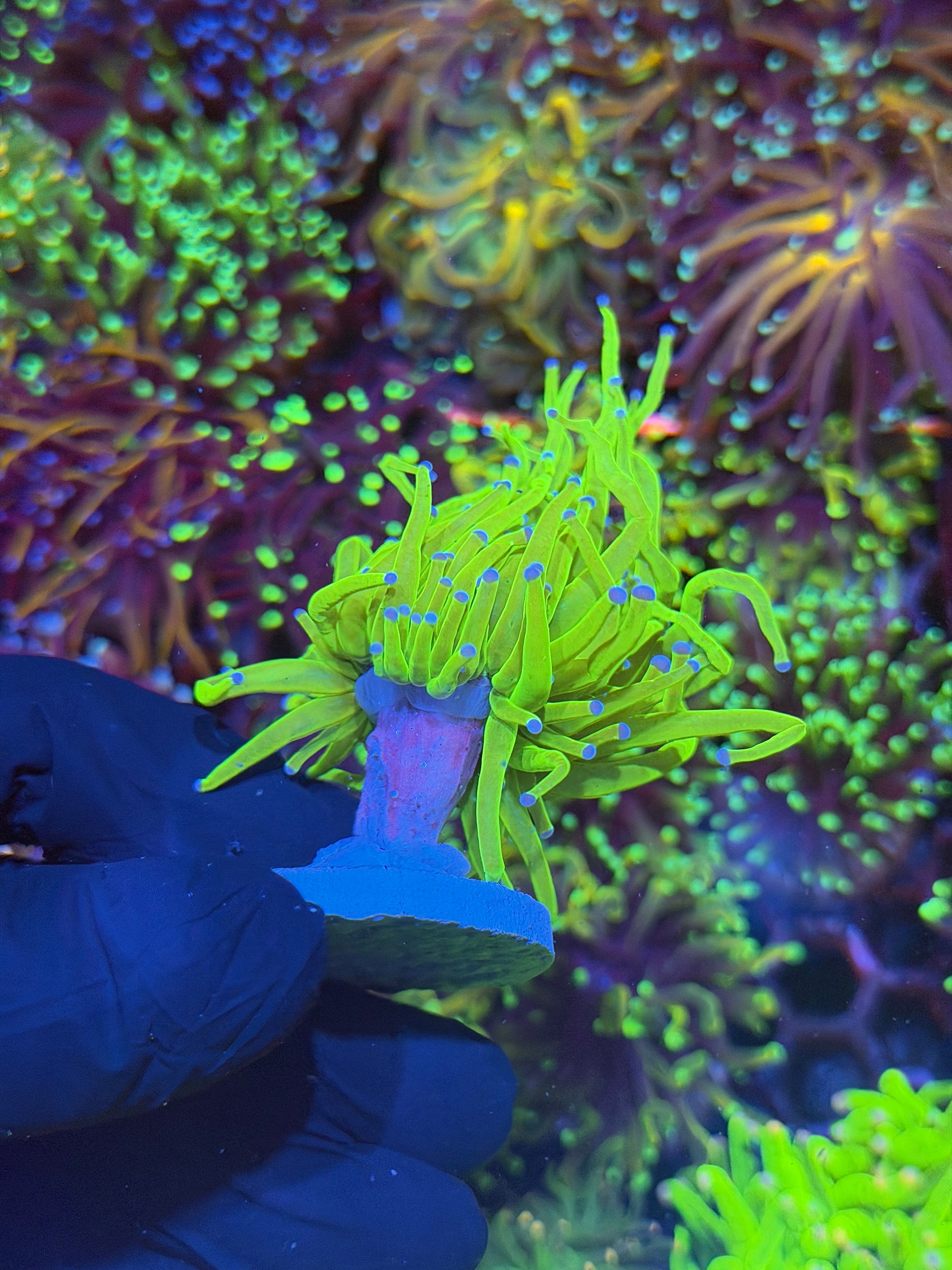 JEA Holy Grail Torch Coral 1 Head 7/9