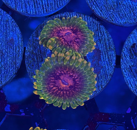 GMK Grand Master Krak Zoanthid Coral 2 XL Polyp