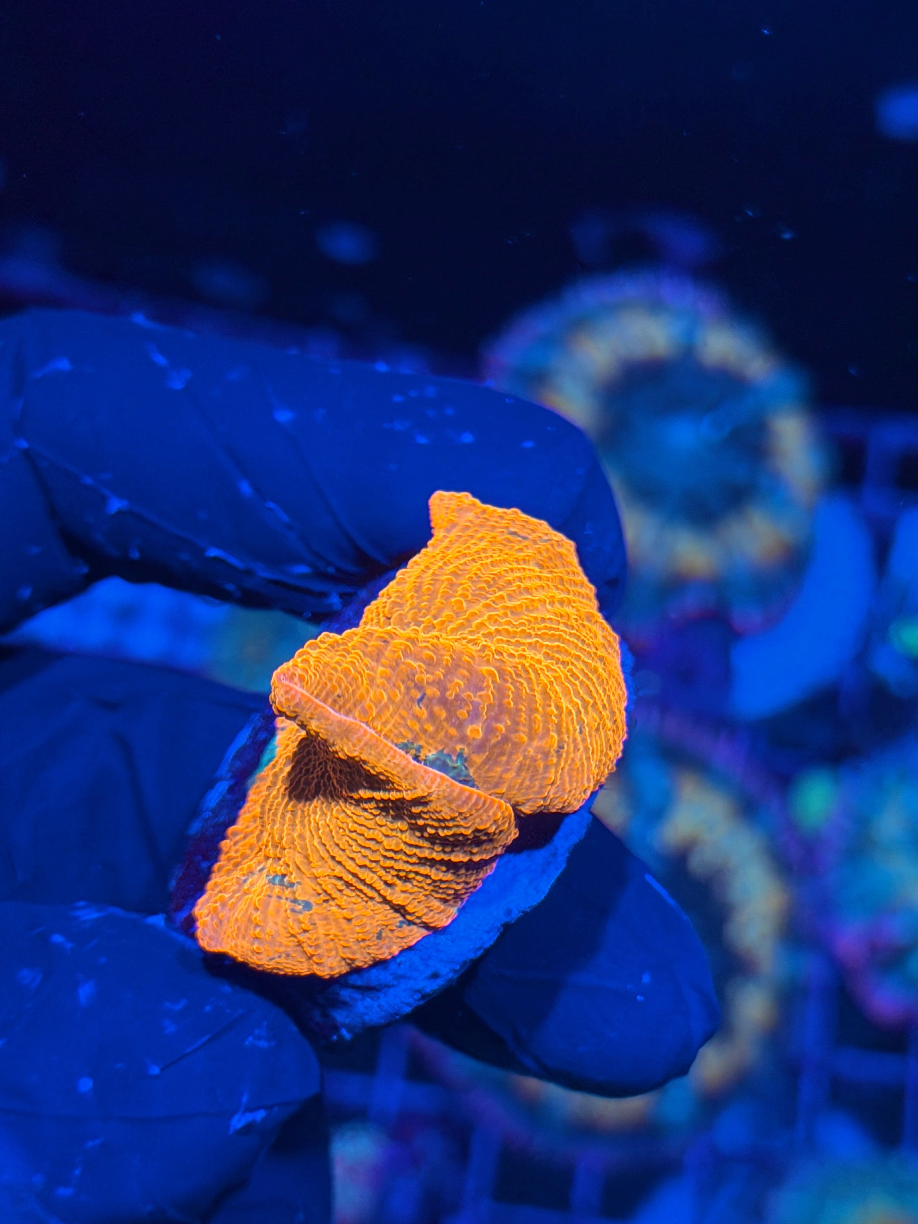 JEA Candy Crush Eclectus Mushroom Coral XL 6/4