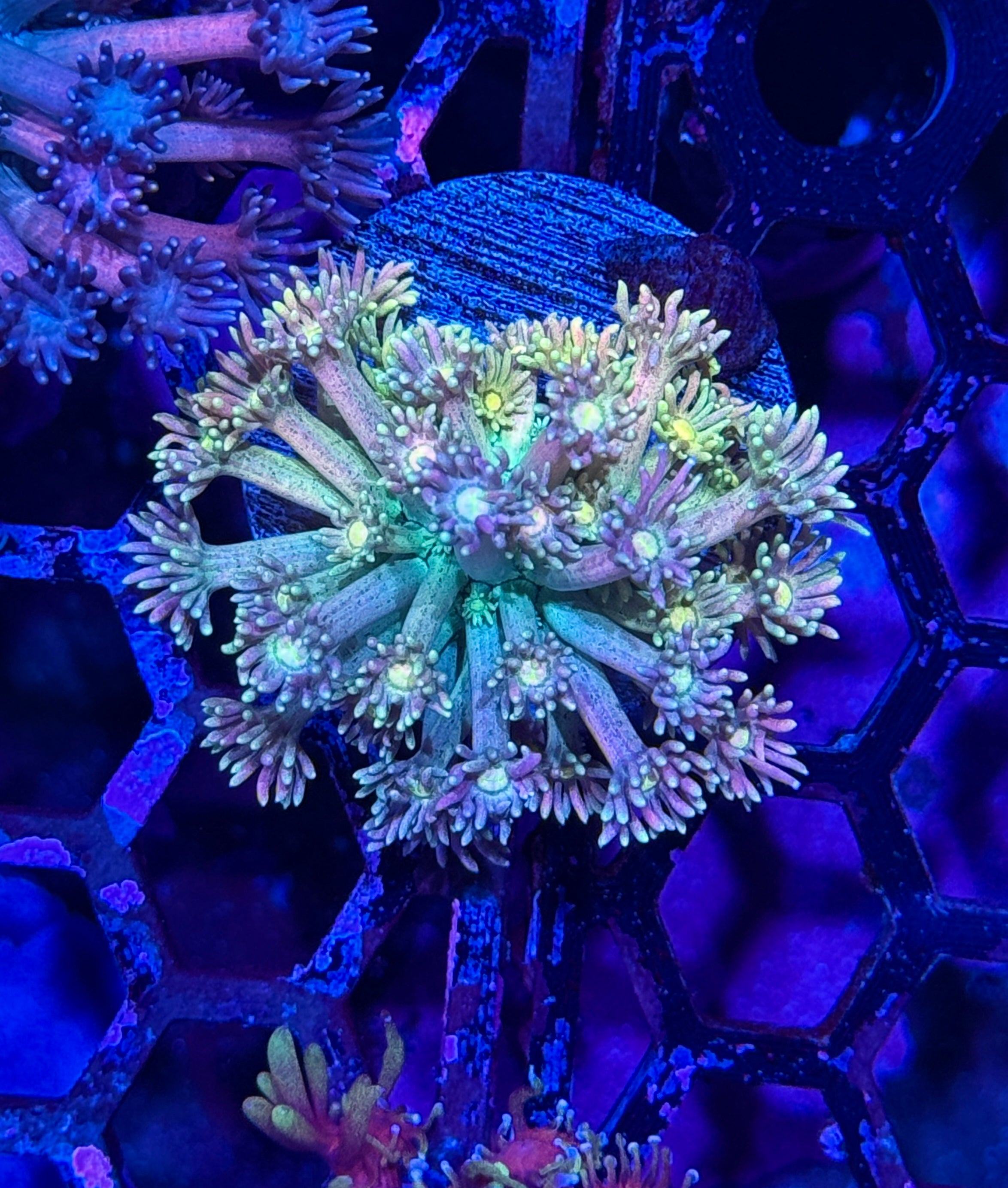 JEA Rainbow Sprinkles Goniopora Coral Insanely Bright