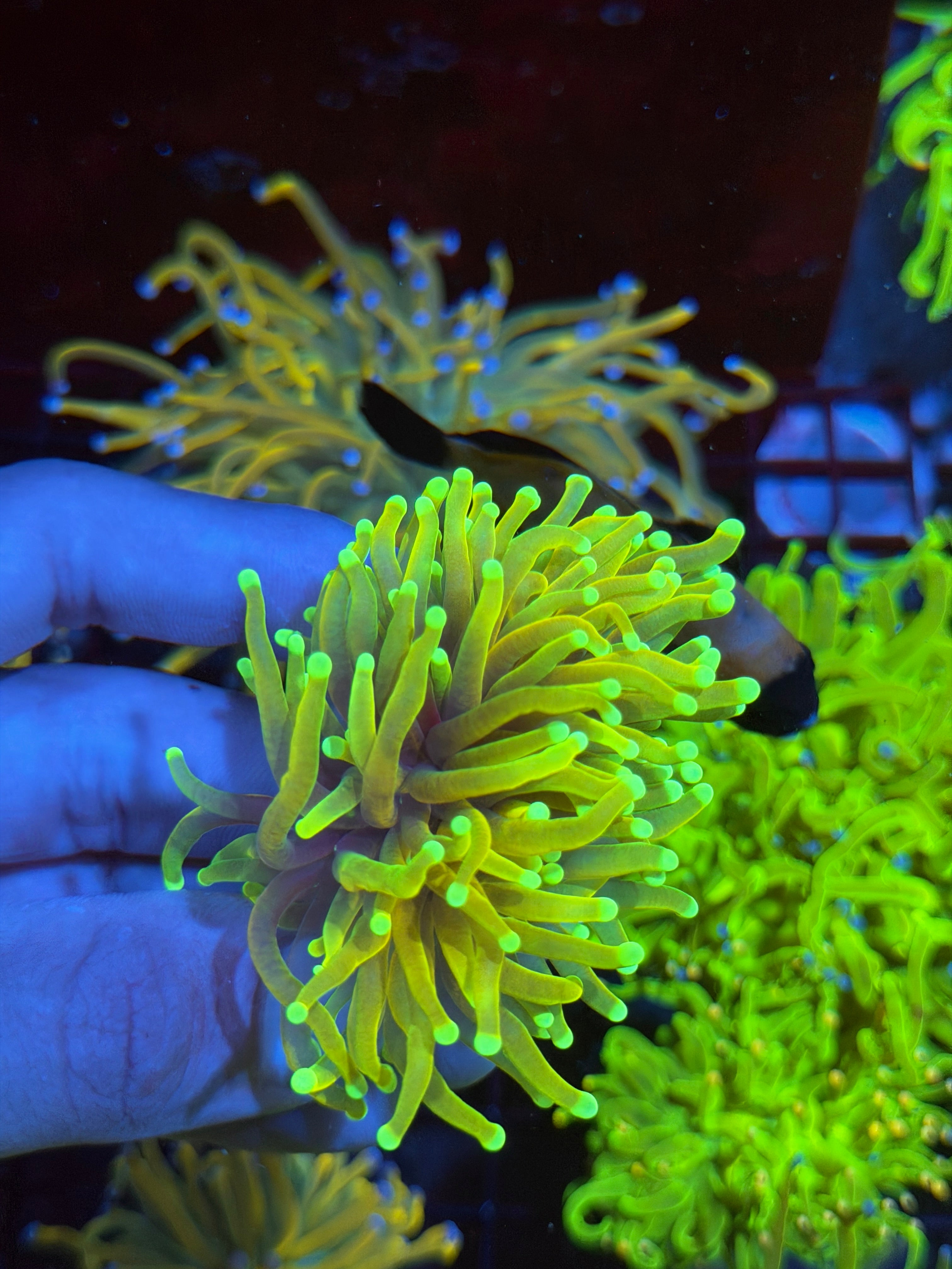 JEA Hellfire Torch Coral 1 XL Head 9/6