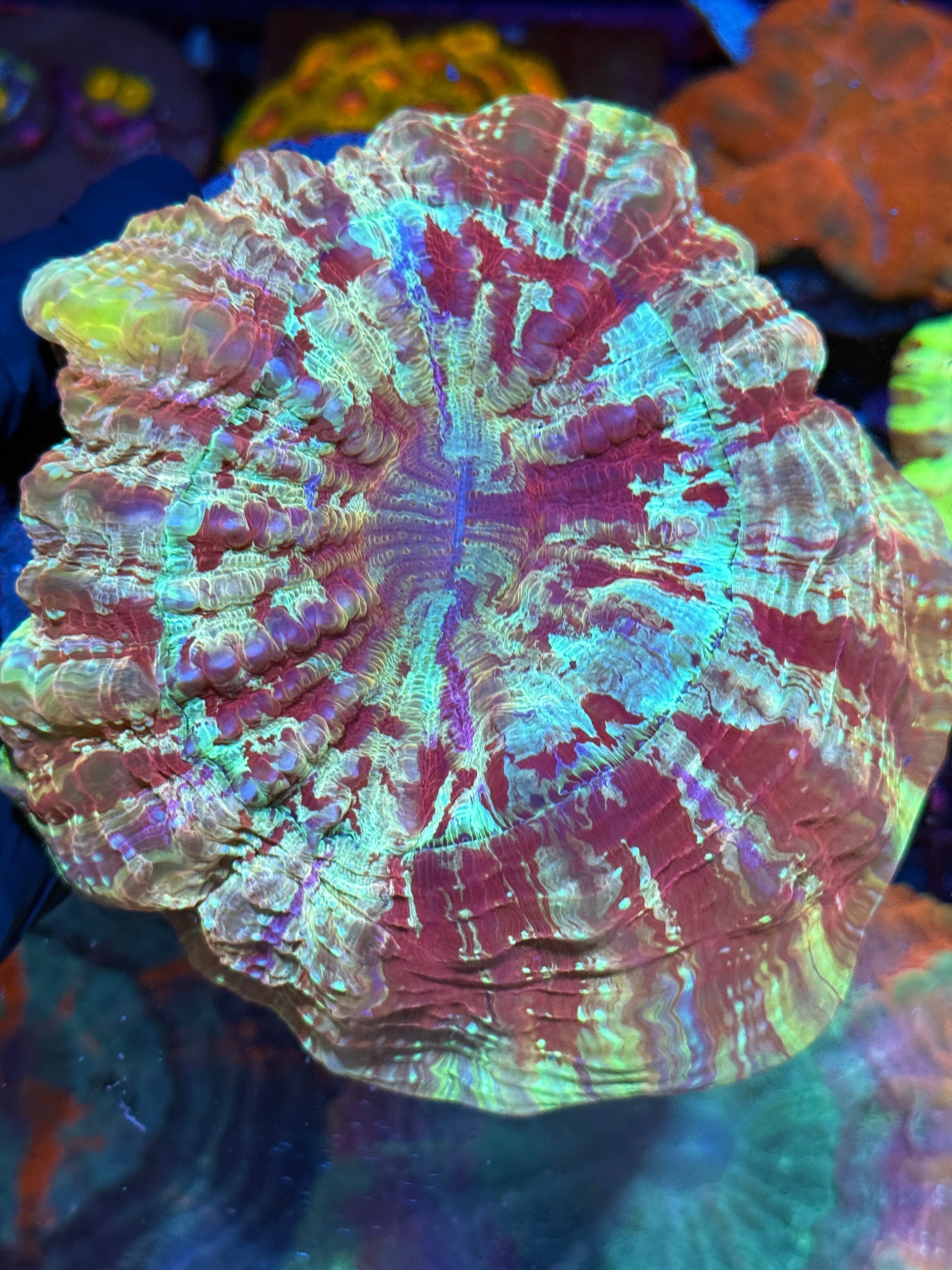Acanthophyllia Meat Coral Insane Stripes 5 Colors XXL Show Piece