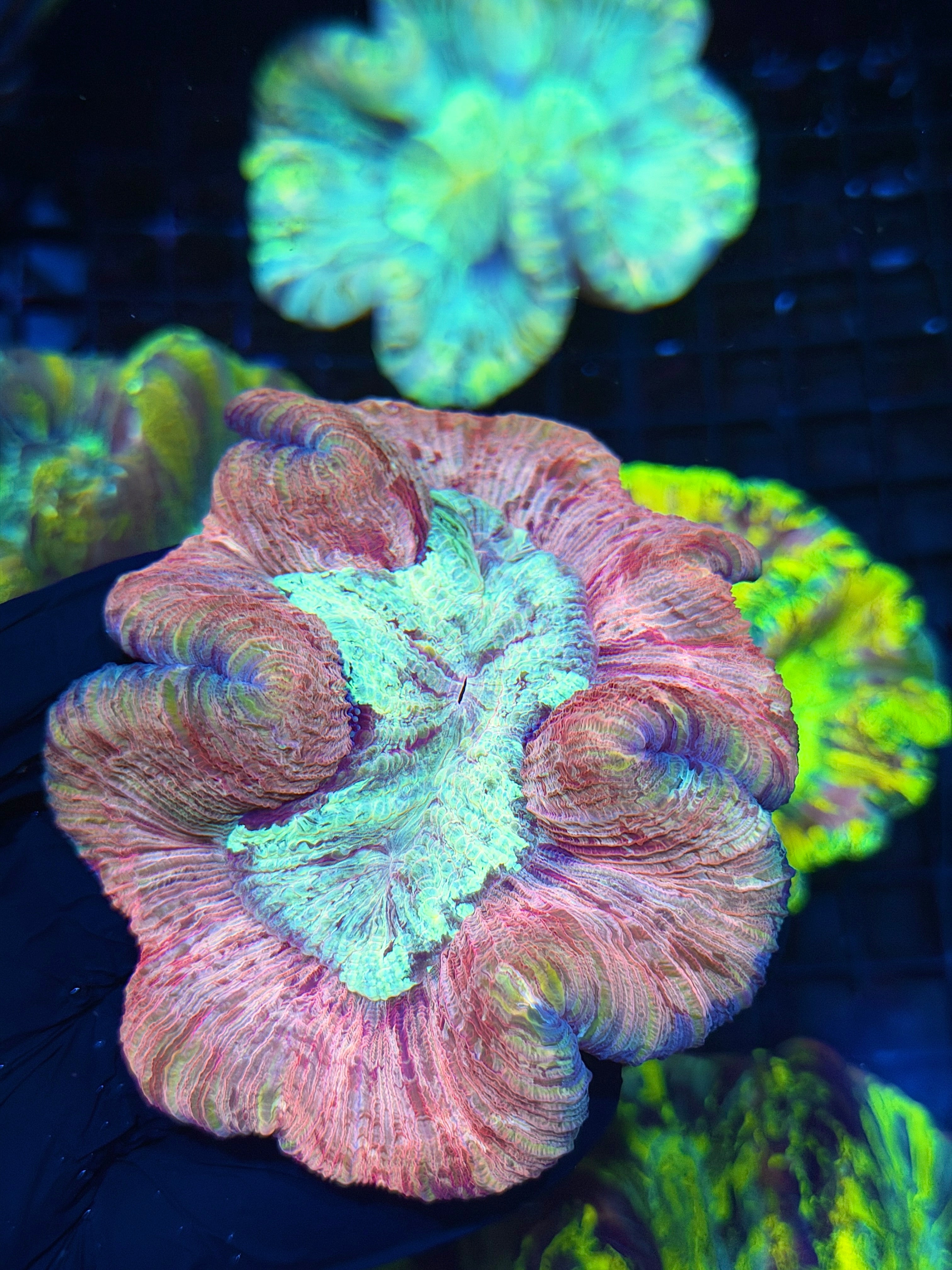 Unique Striped Trachyphyllia Meat Coral 7/31