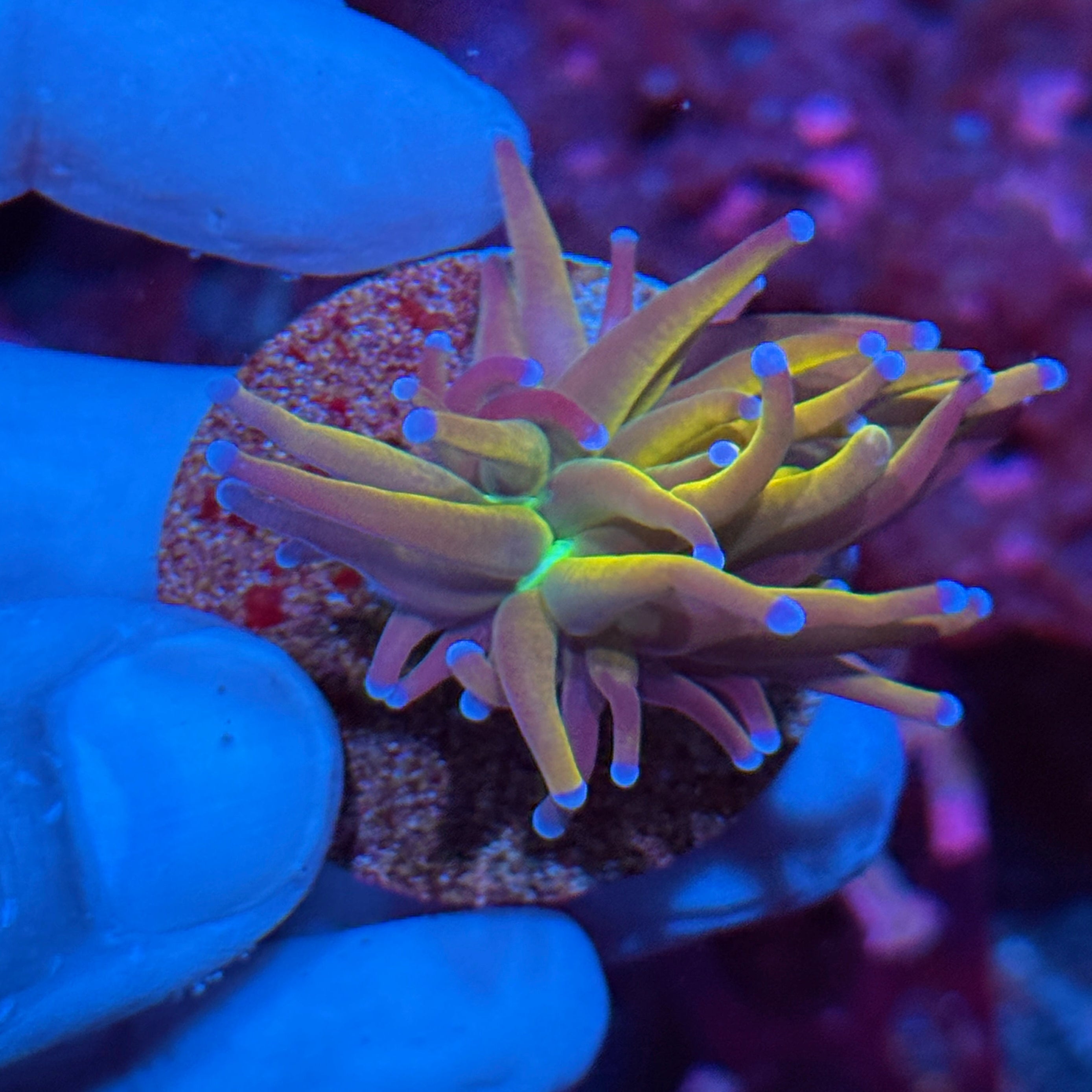JEA Shiny Dragon Tamer Torch Coral 1 Head  10/12