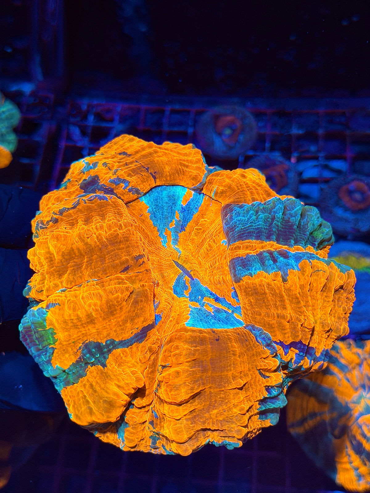 Insane Bright Multicolor Acanthophyllia Meat Coral