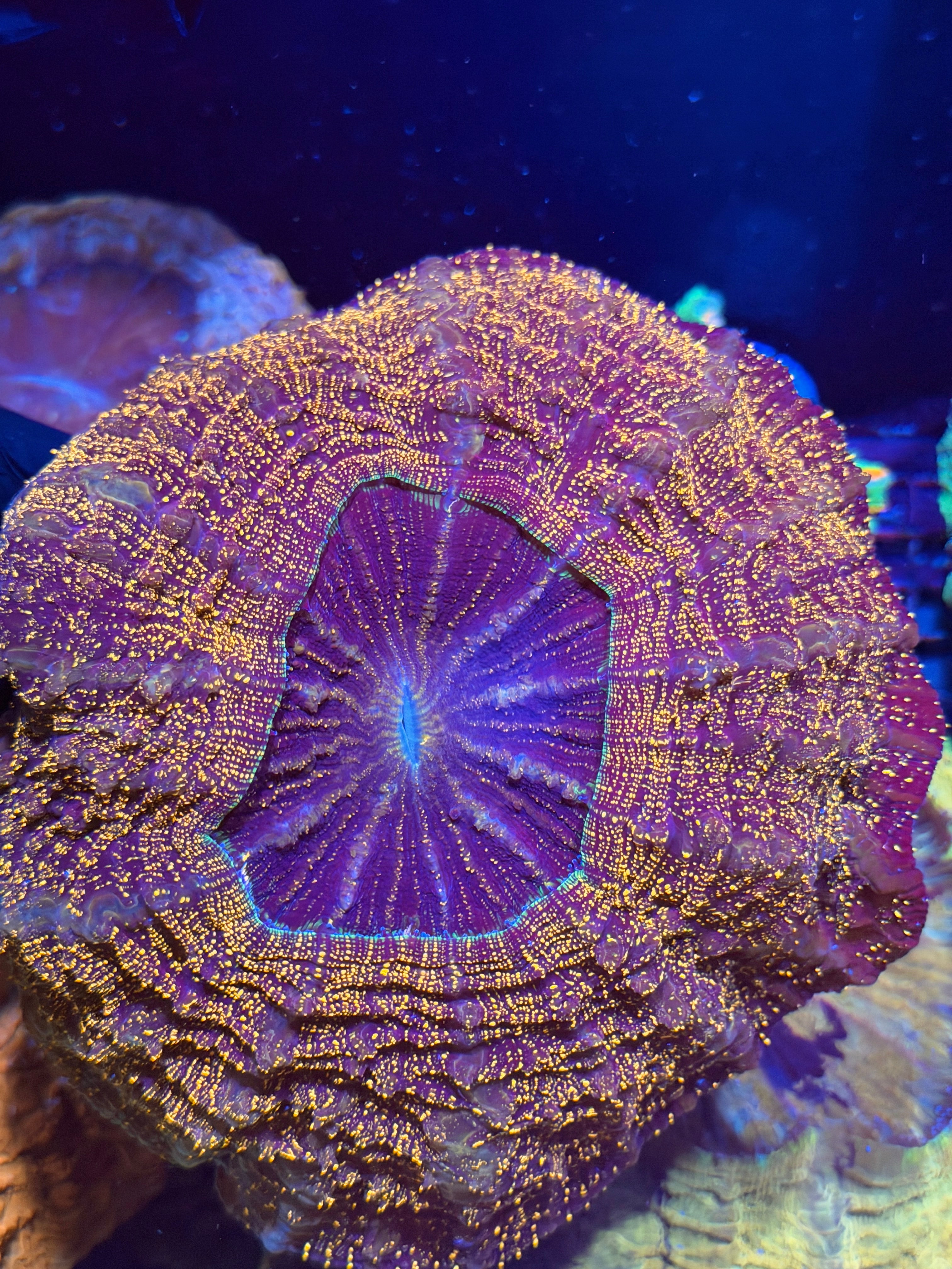 Bright Orange Glitter Acanthophyllia Meat Coral Show Piece 8/28