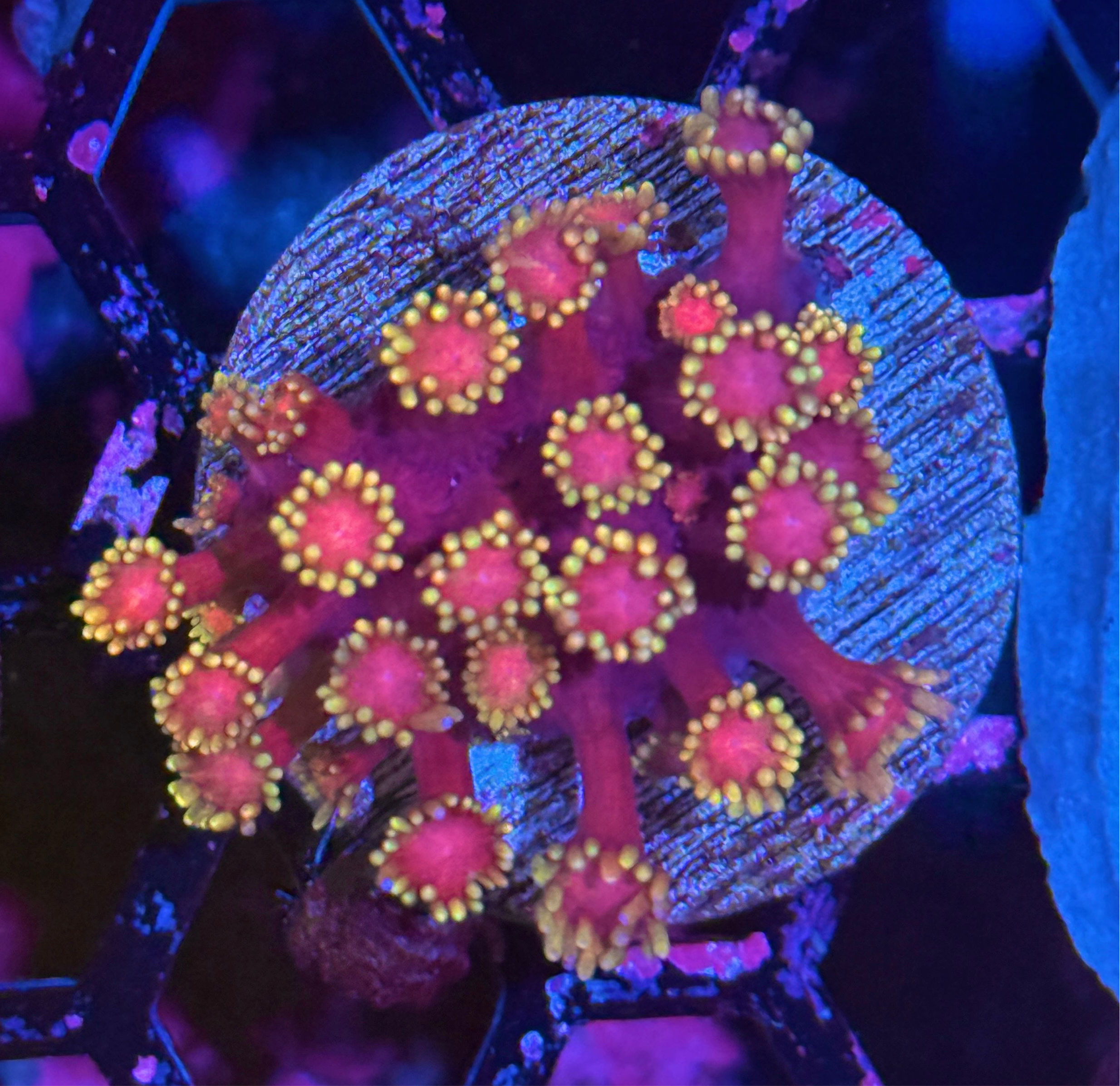 JEA Spyro Goniopora Coral