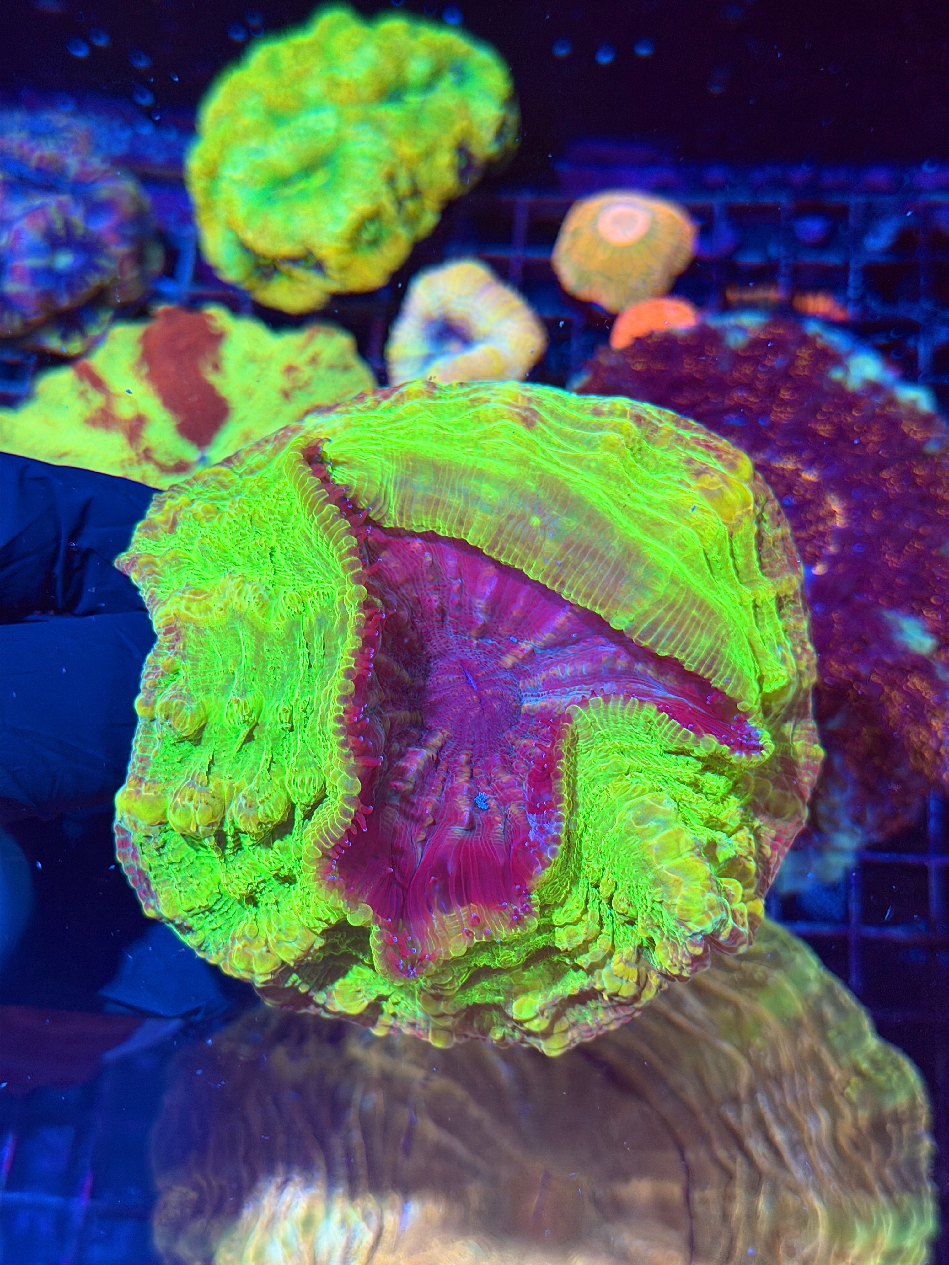Extremely Unique Acanthophyllia Meat Coral Yellow/Green/Purple/Pink