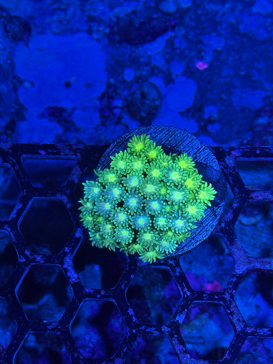 JEA Lemon Drop Goniopora Coral