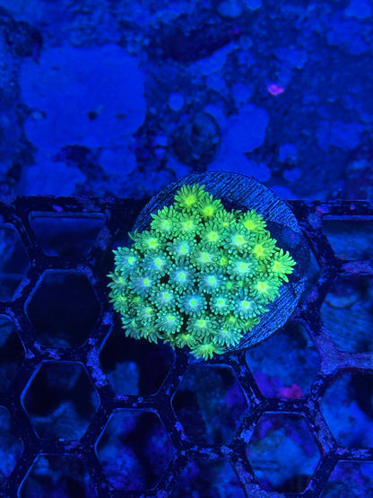 Jay's Exotic Coral Auctions