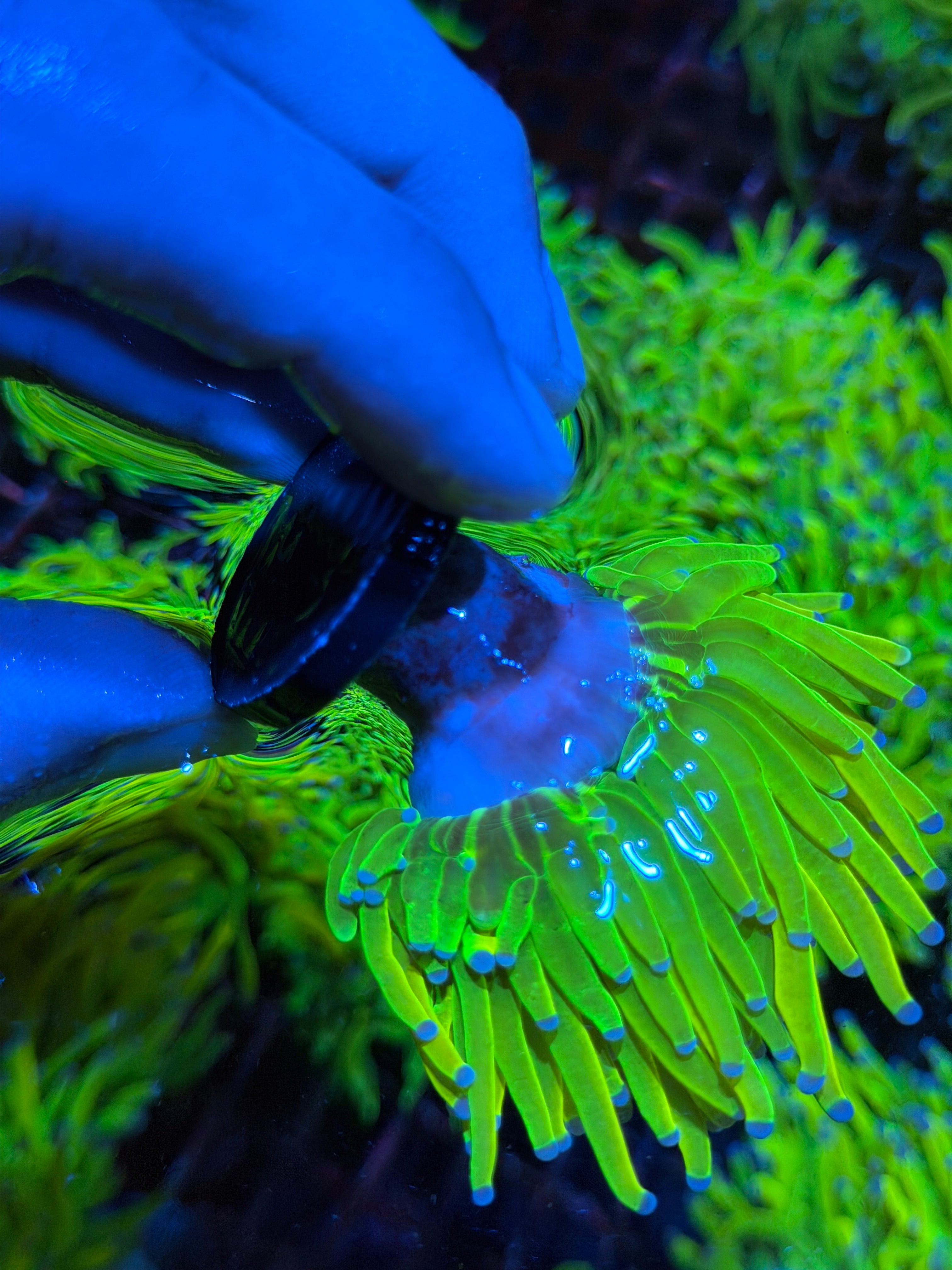 JEA Grinch Holy Grail Torch Coral 1 XL Head 2/25