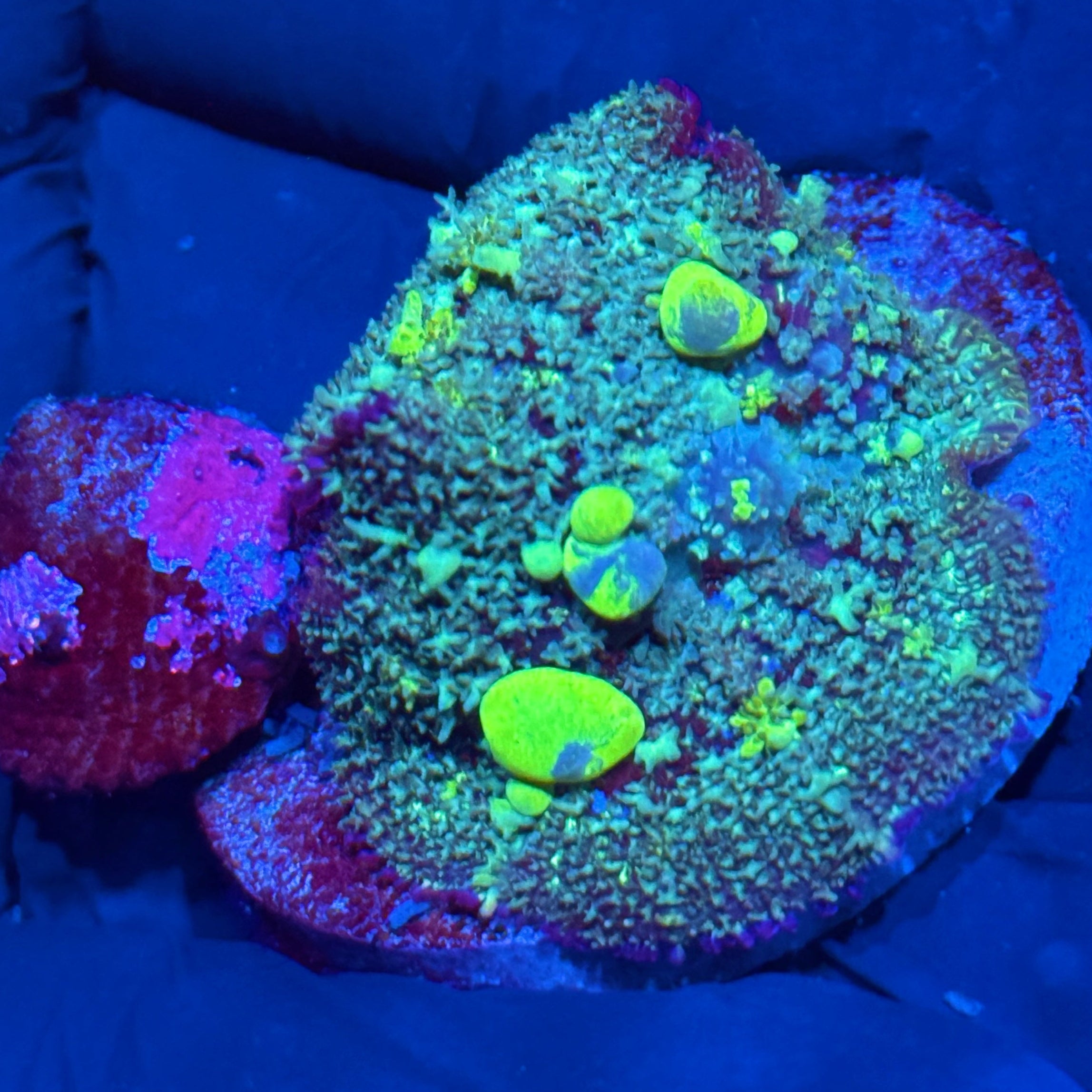 JEA Biohazard Bounce Mushroom Coral