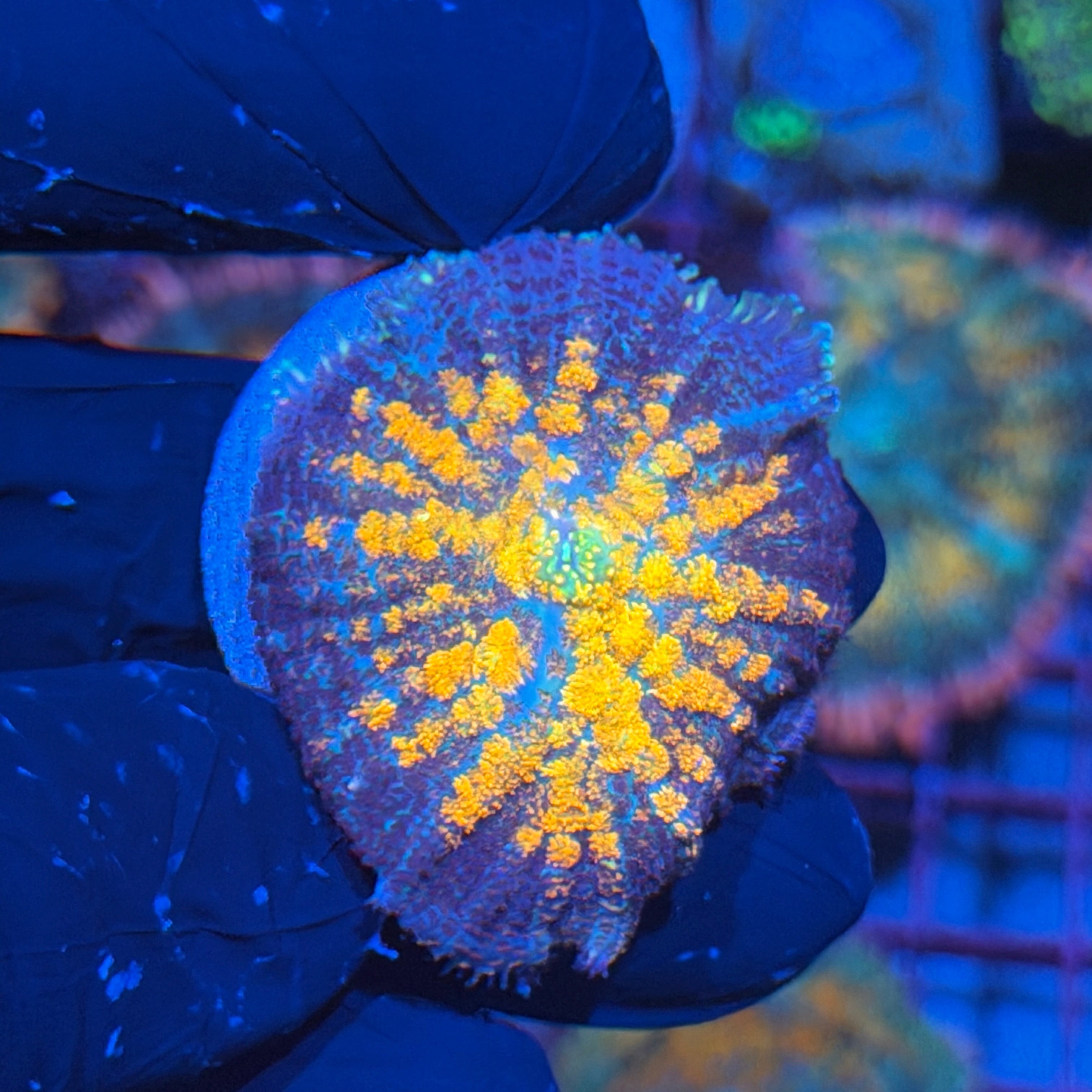 Jay's Exotic Corals