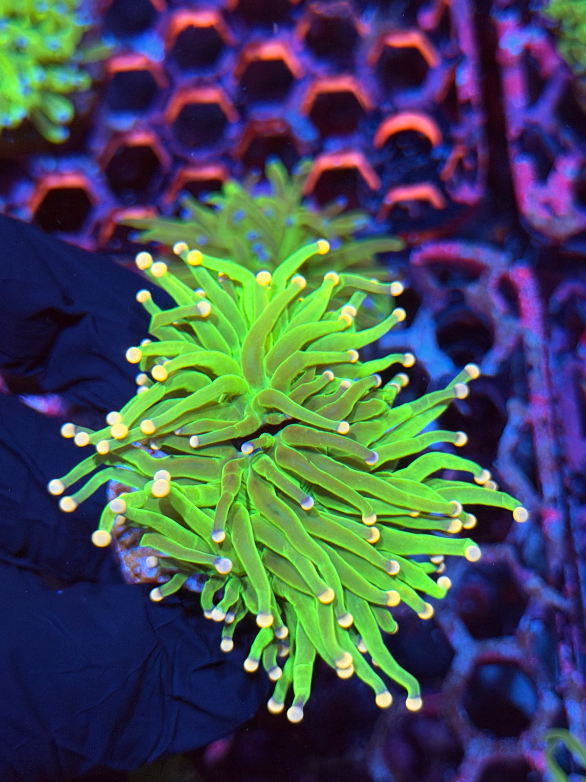 JEA Cotton Candy Torch Coral 2 Heads XL 9/22