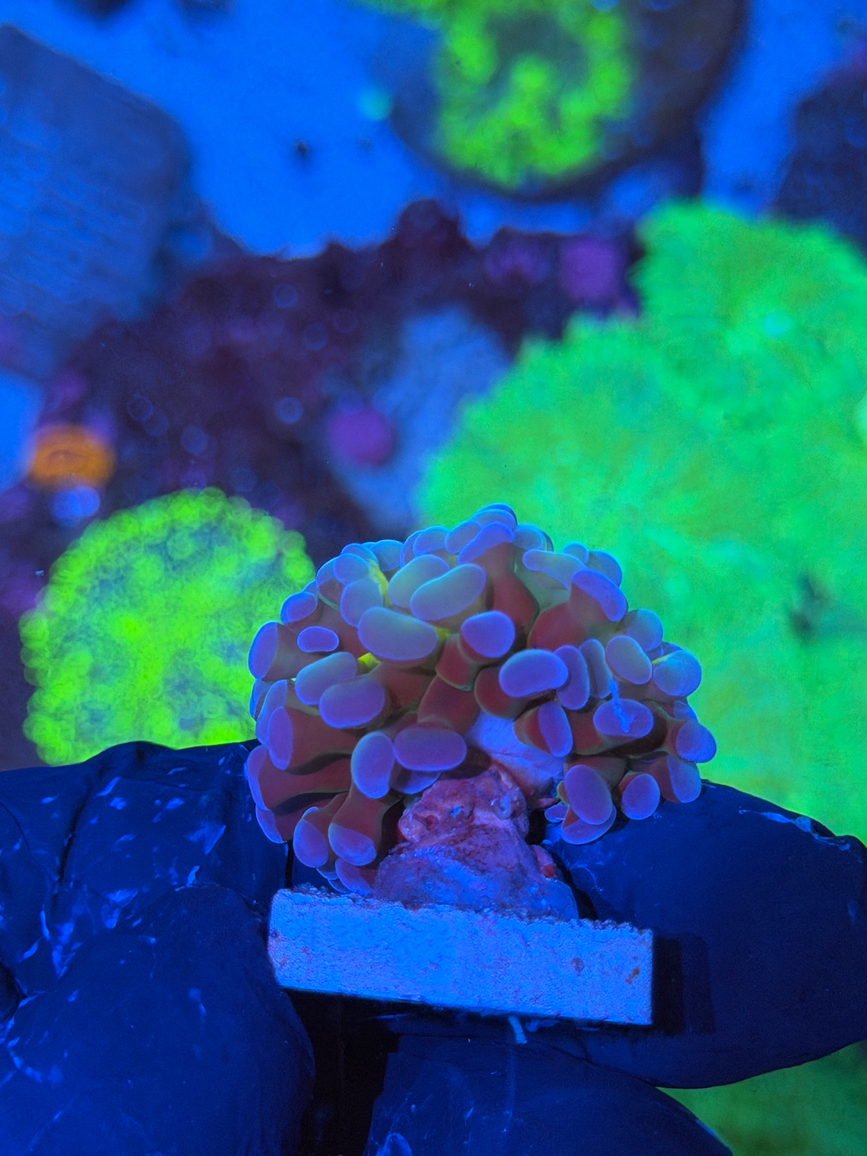 JEA Gods Gift Hammer Coral 1 XL Head
