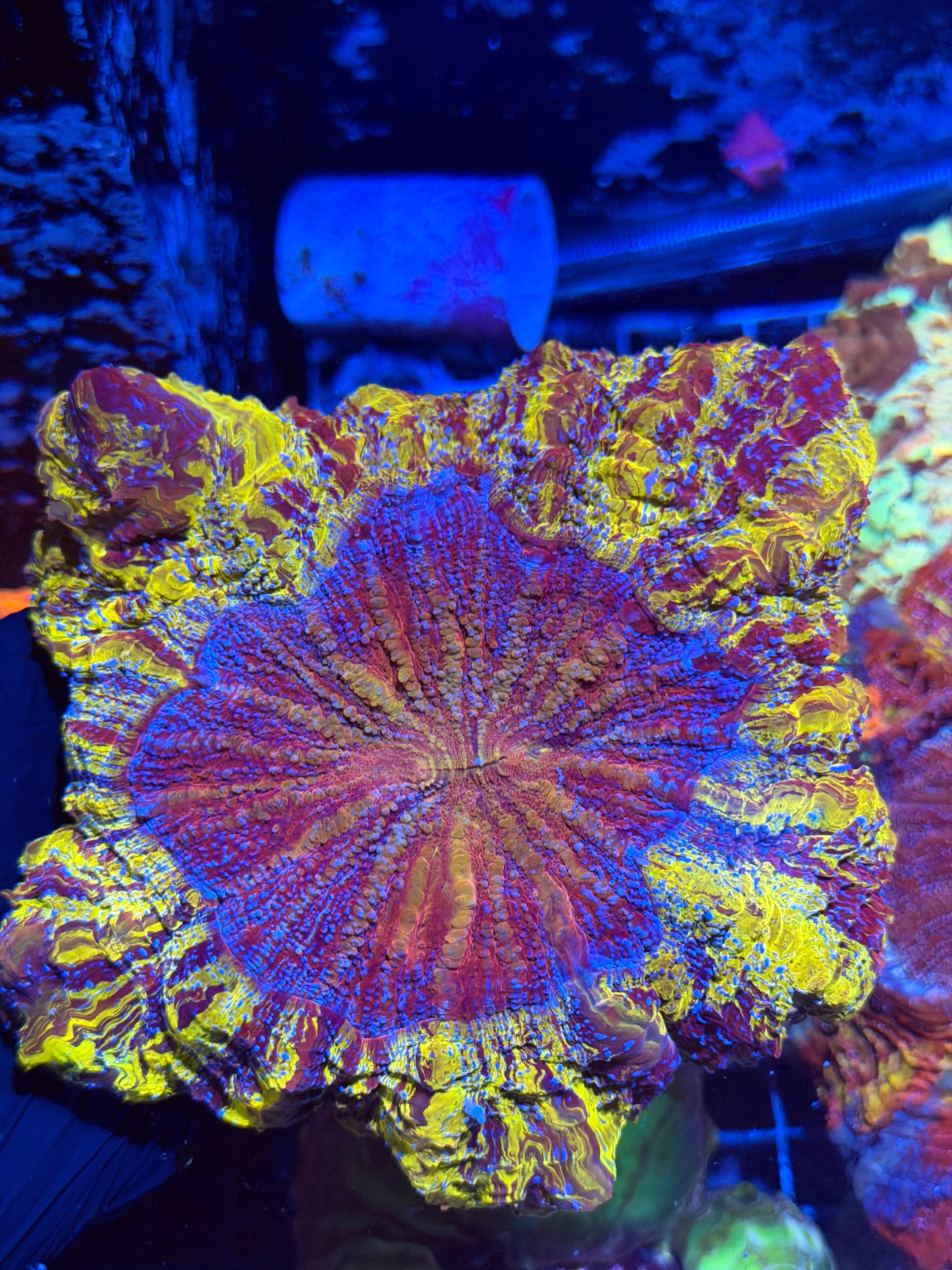 Insane Bright Yellow / Purple Striped Acanthophyllia Meat Coral XXL