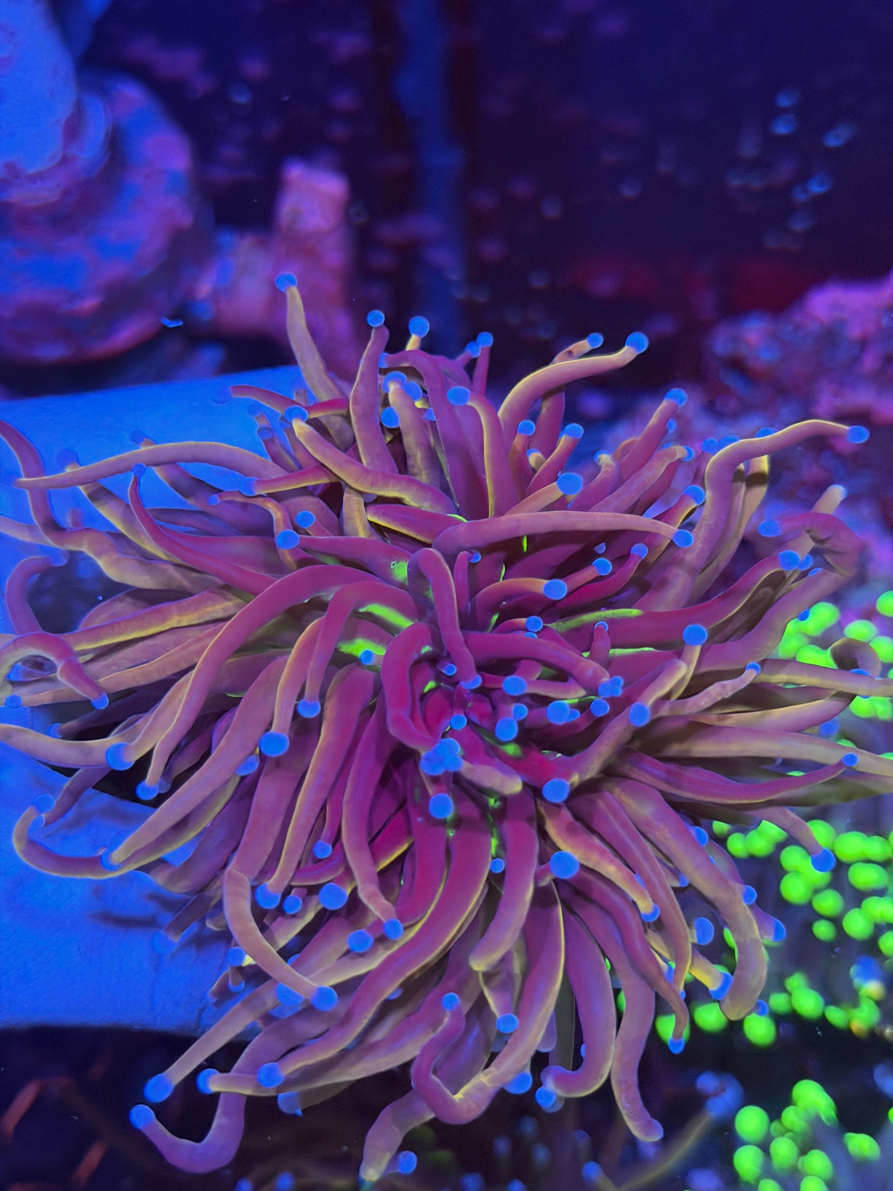 JEA Dragon Goddess Torch Coral 2 Heads Splitting XXL 12/1