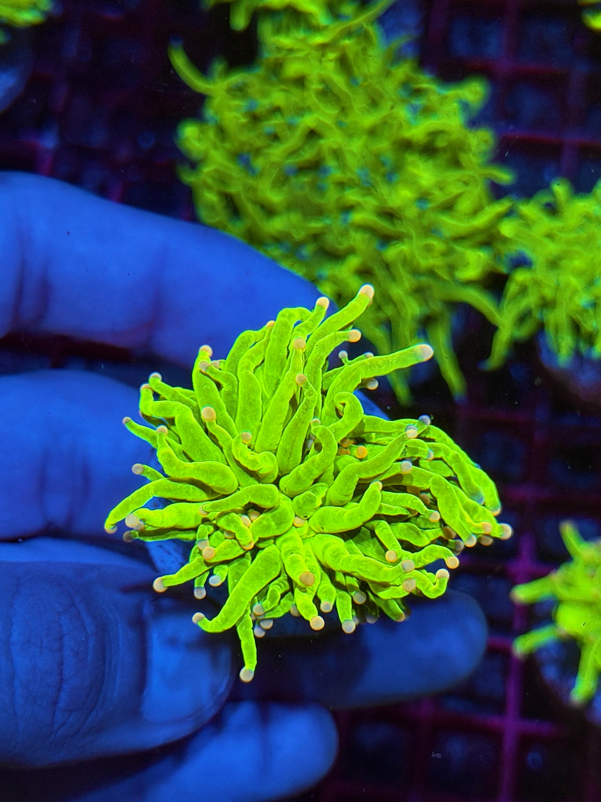 JEA Skittles Holy Grail Torch Coral 1 XXL Head 10/21