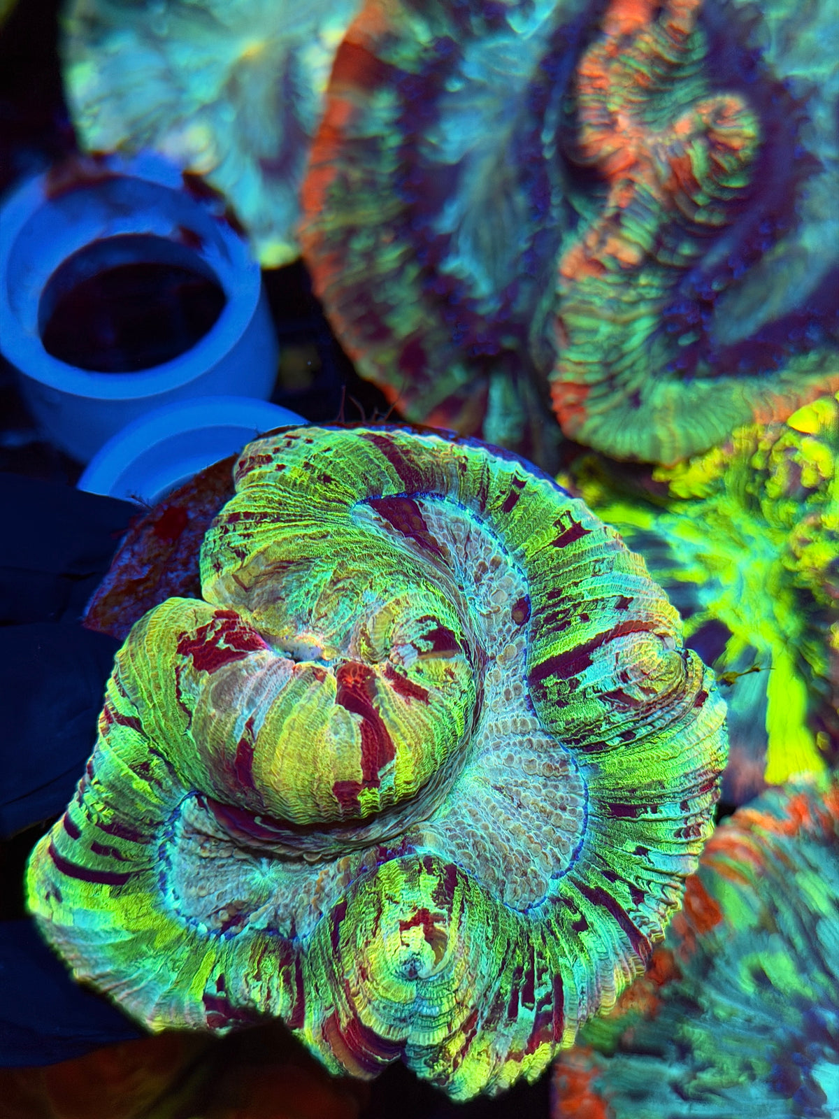 Insane Rainbow Trachyphyllia Meat Coral 9/21