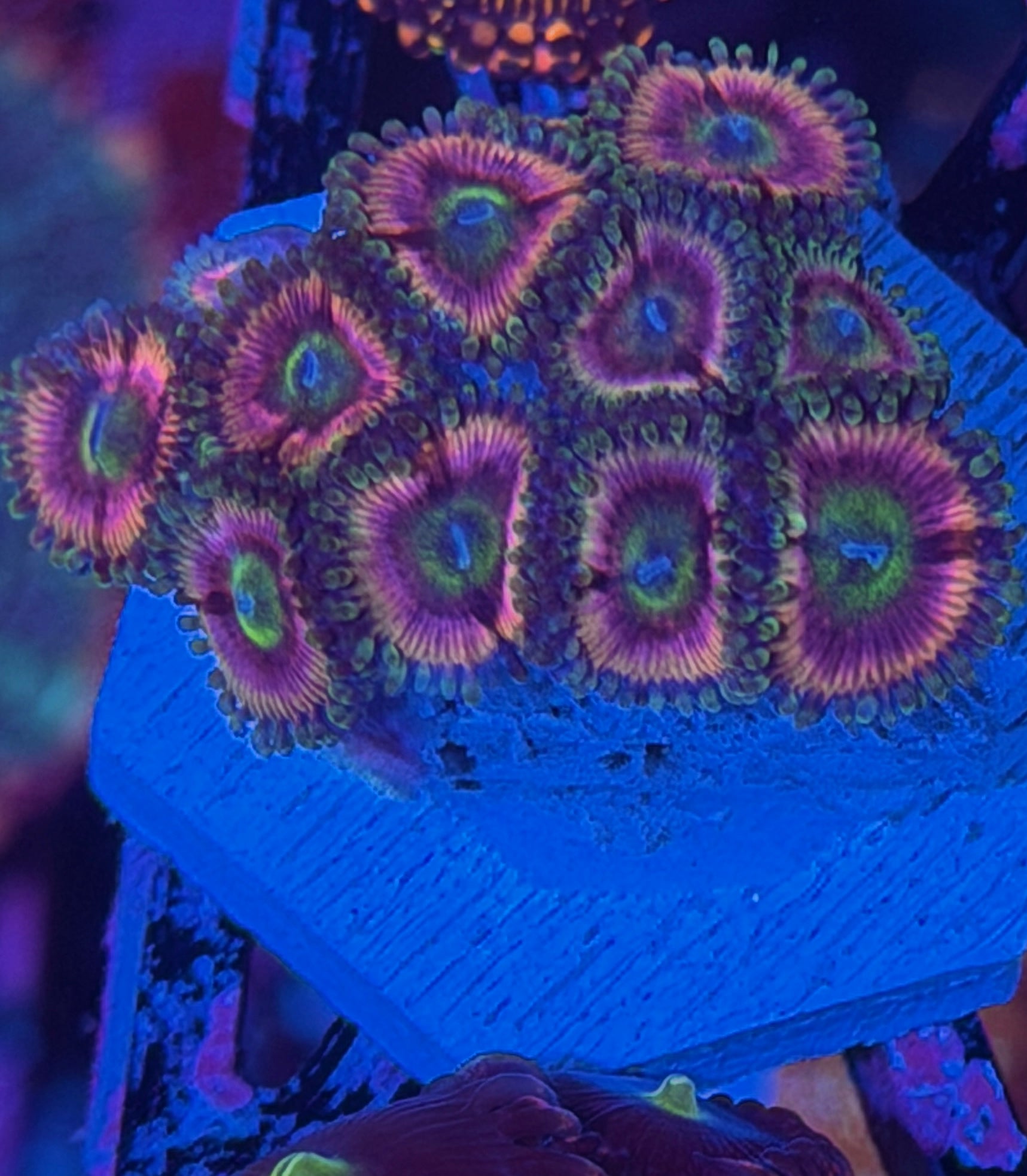 JEA Pink Cats Eye Zoanthid Coral XL