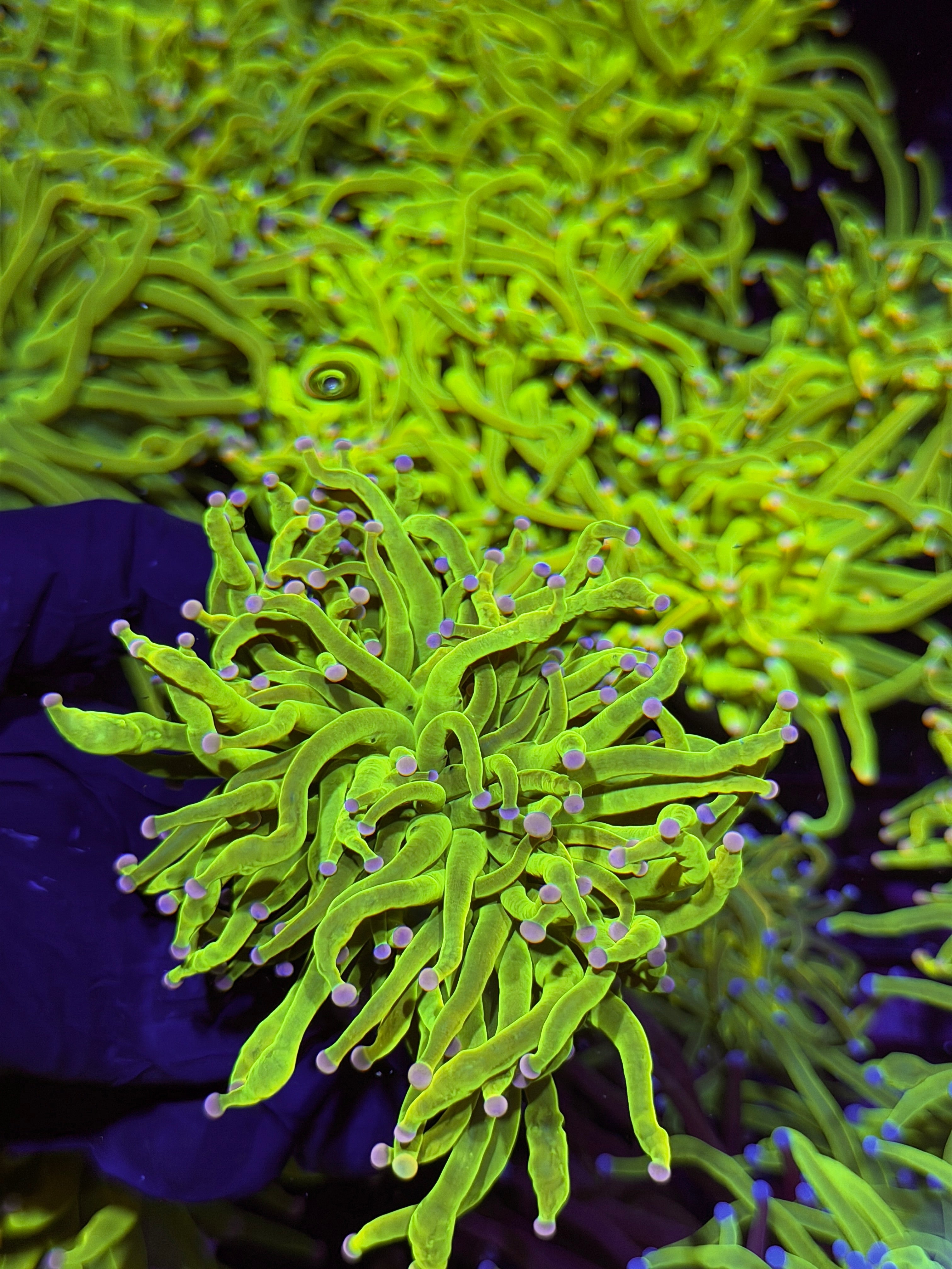 JEA Drama Queen Holy Grail Torch Coral ( Purple Tips ) 1 XXL Head Splitting