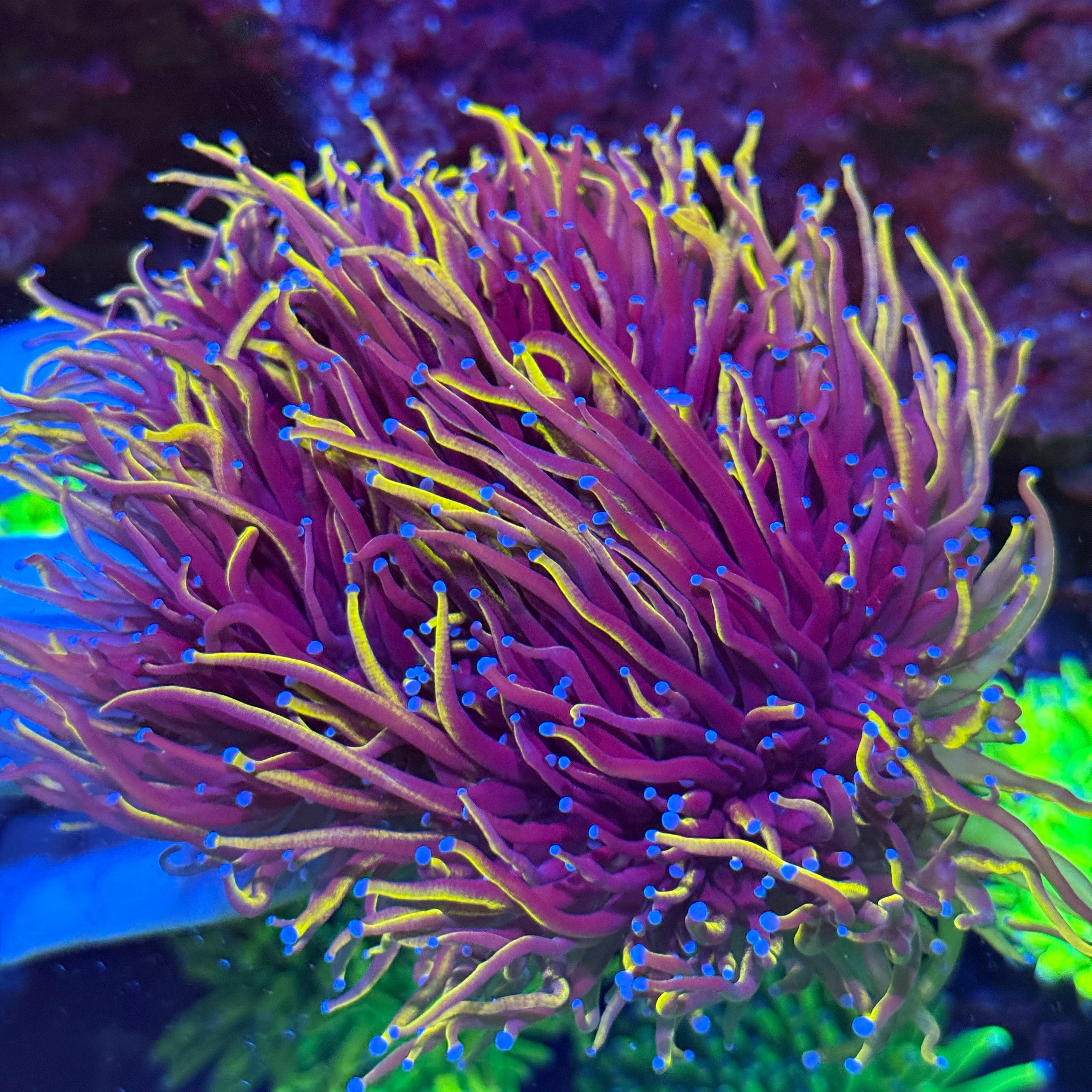 JEA Orange Peel Torch Coral  Colony 8+ XL Heads 10/12