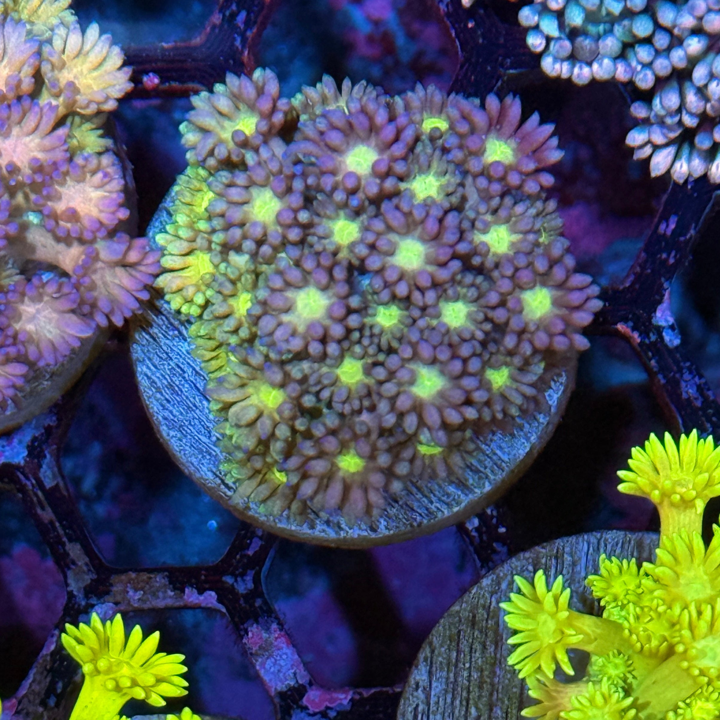 JEA Rainbow Lollipop Goniopora Coral XL Frag