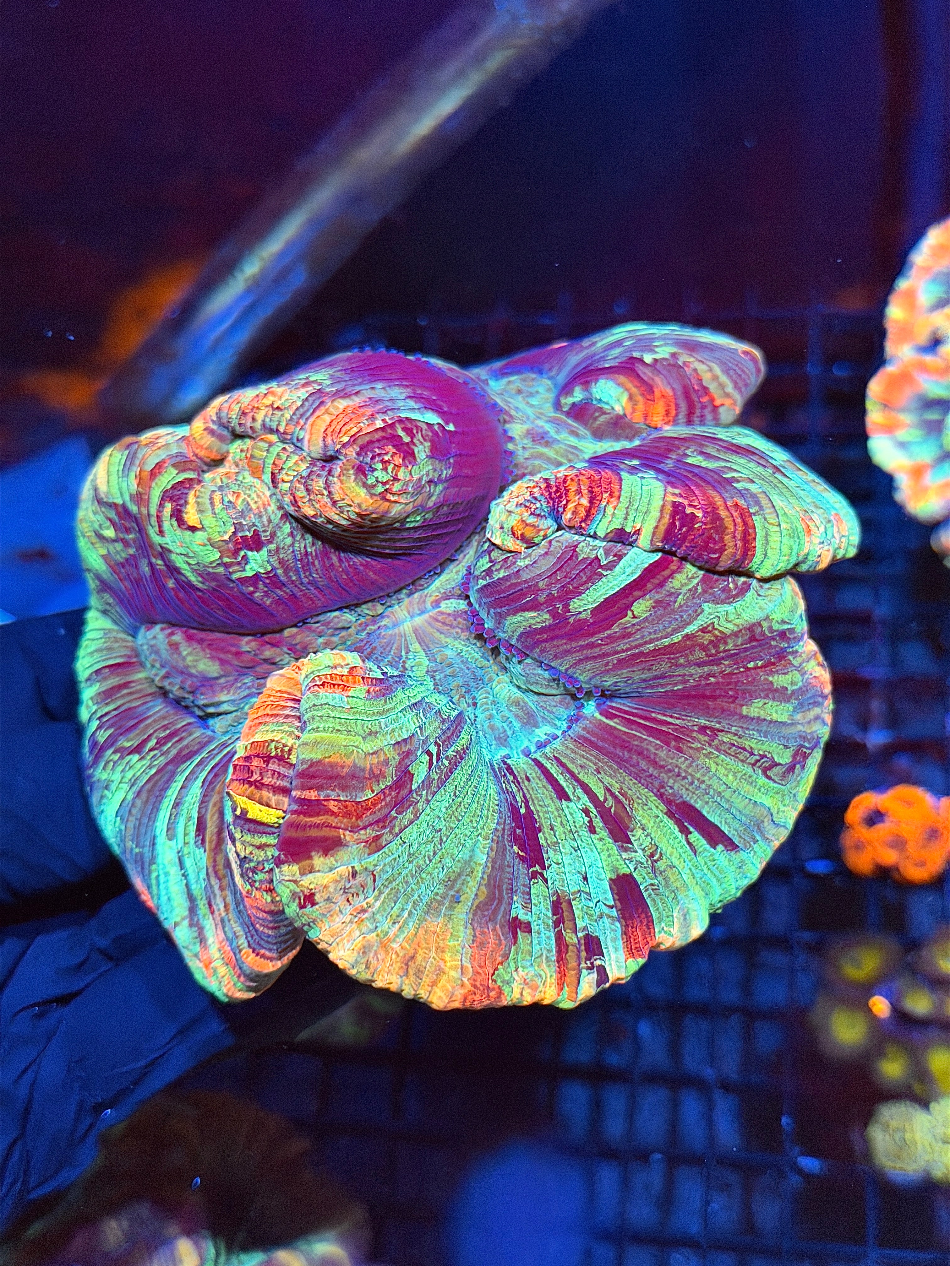 Rainbow Trachyphyllia Meat Coral XXXL Show Piece