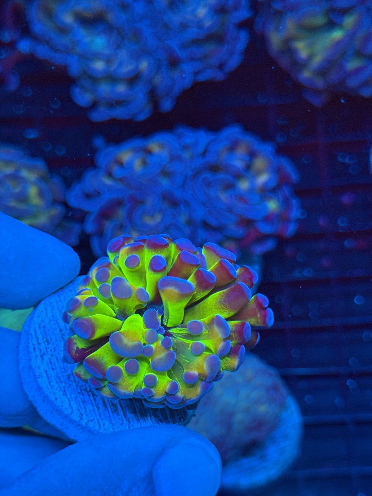 JEA Ectoplasm Grafted Hammer Coral 1 XL Head *Only Frag Available* 9/22