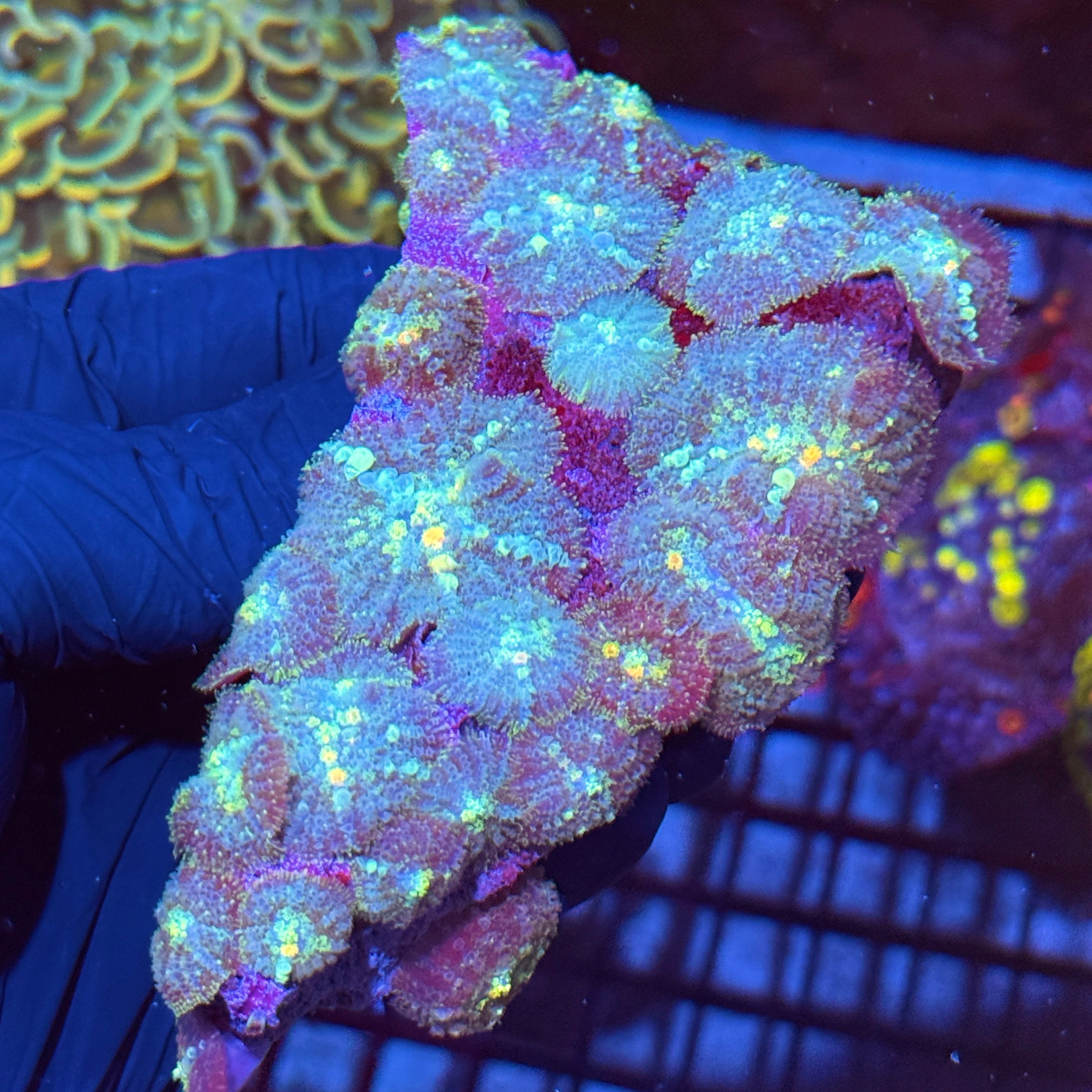 Bounce Mushroom Colony XL