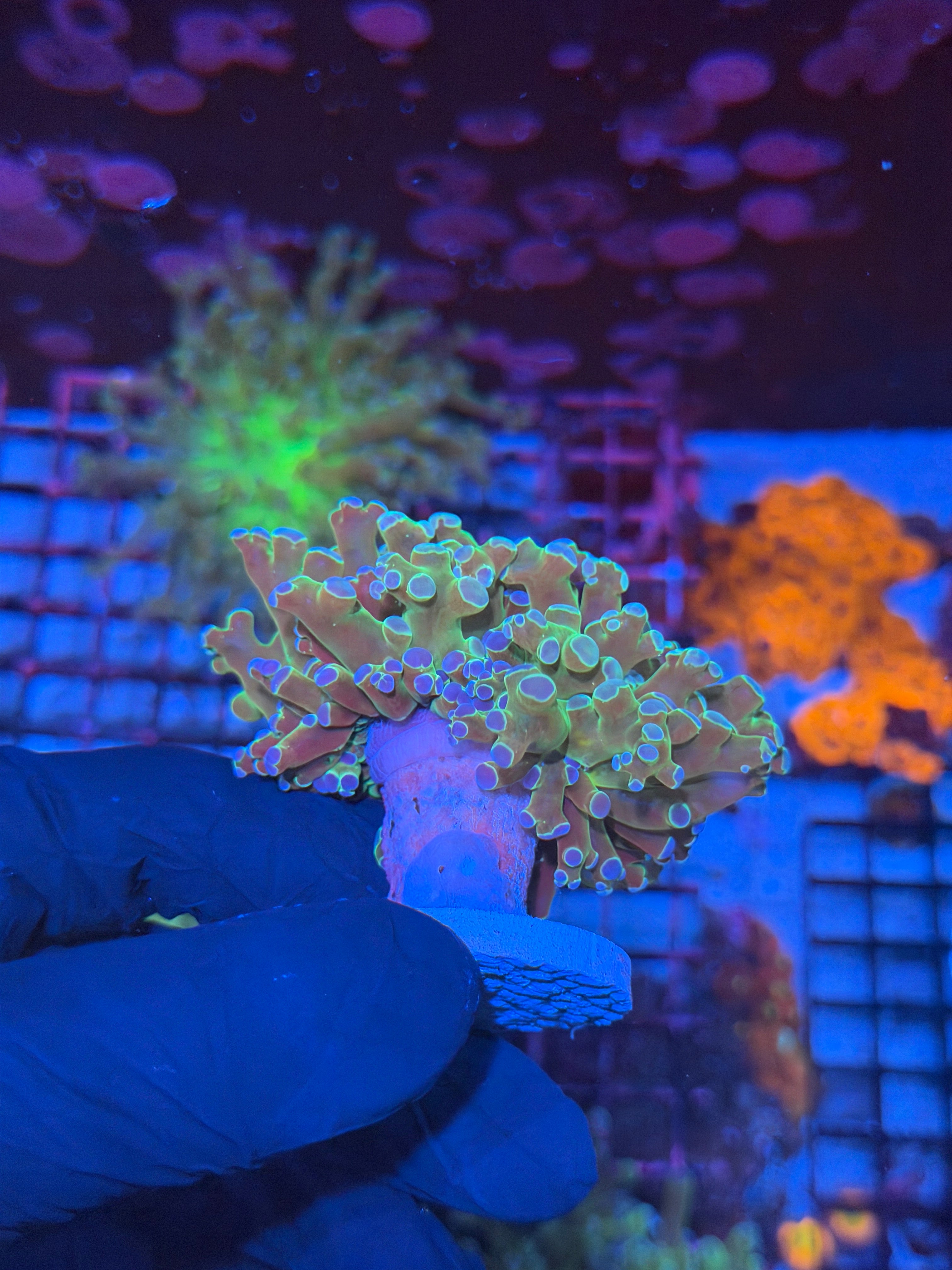 JEA Holy Relic Frogspawn Coral 1 XL Head Splitting 8/1