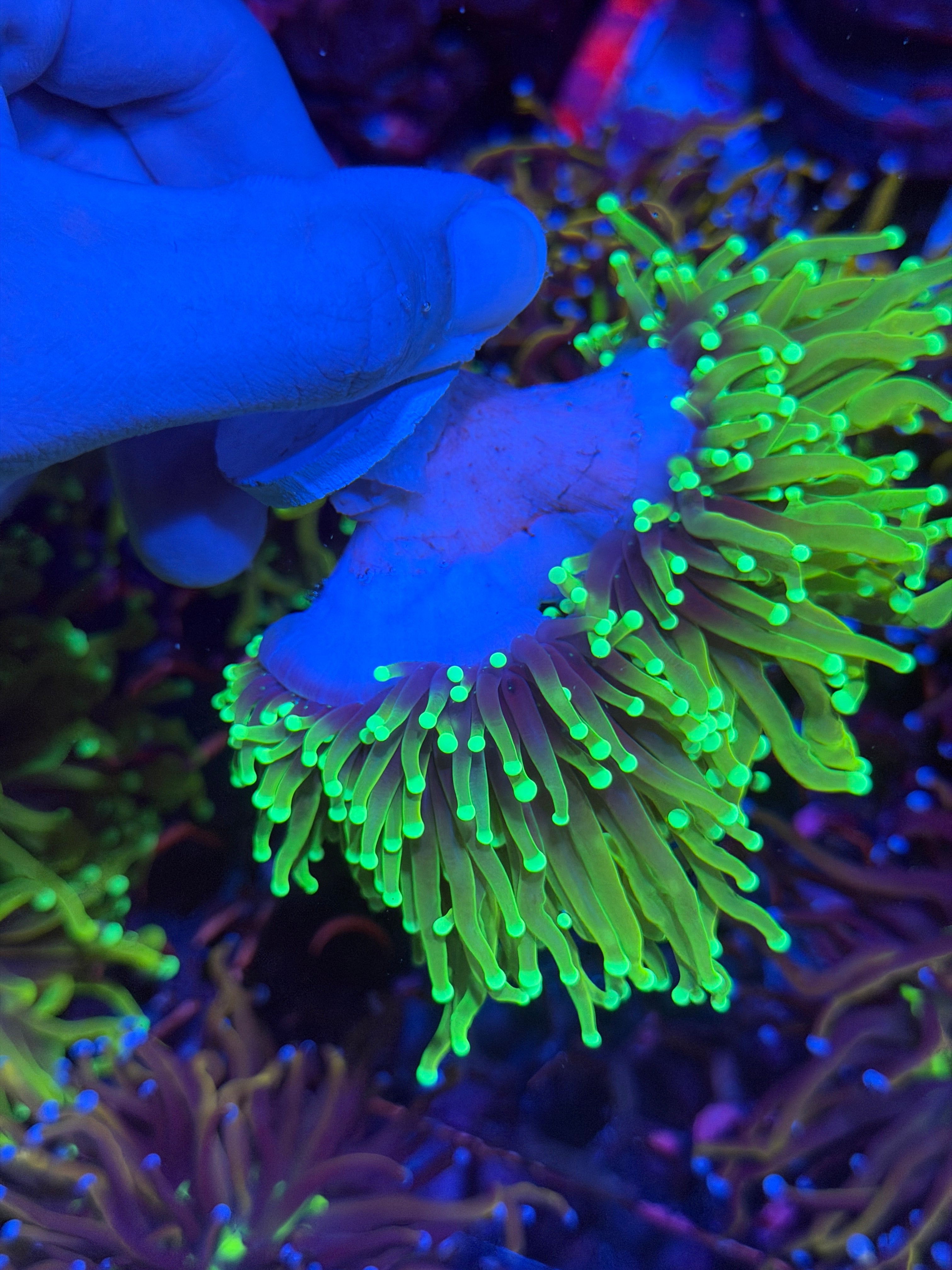 JEA Hell Fire Torch Coral 3 Heads Splitting XXL 11/28