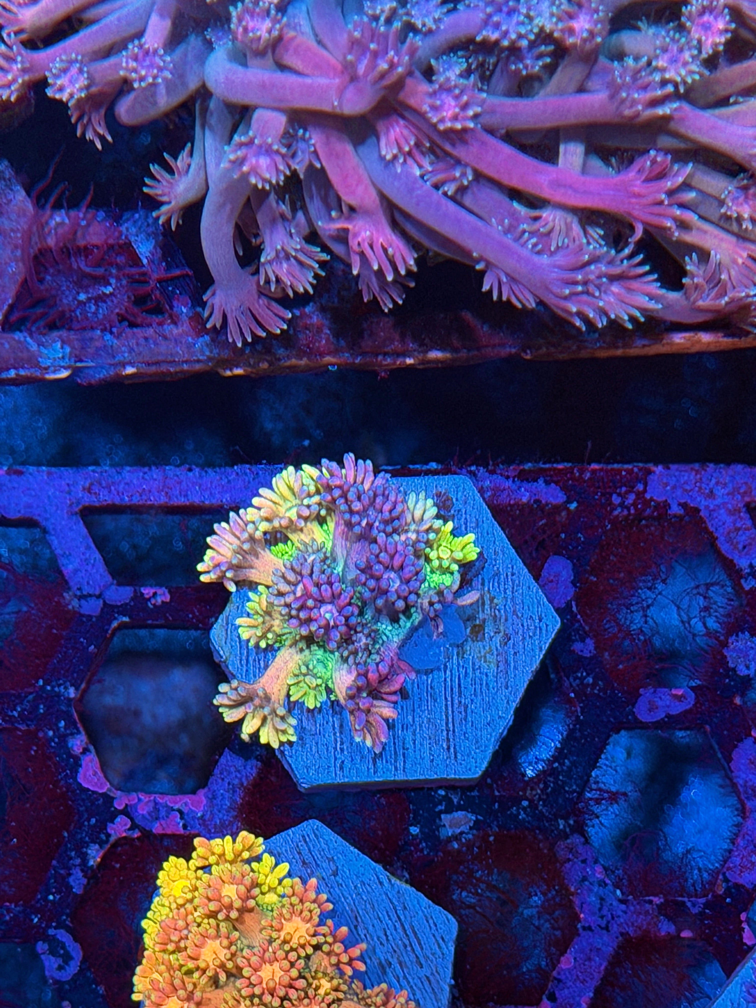 JEA Rainbow Unicorn Goniopora Coral *New Release*