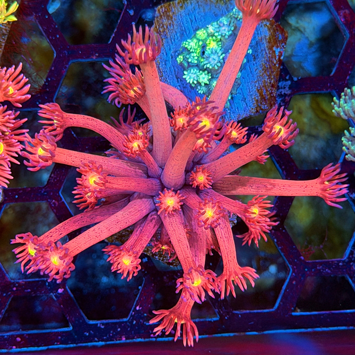 JEA Big Bang Goniopora Coral 10/20