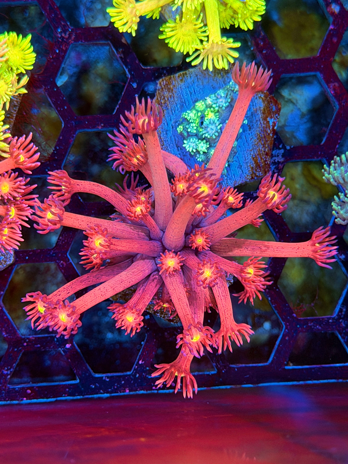 JEA Big Bang Goniopora Coral 10/20