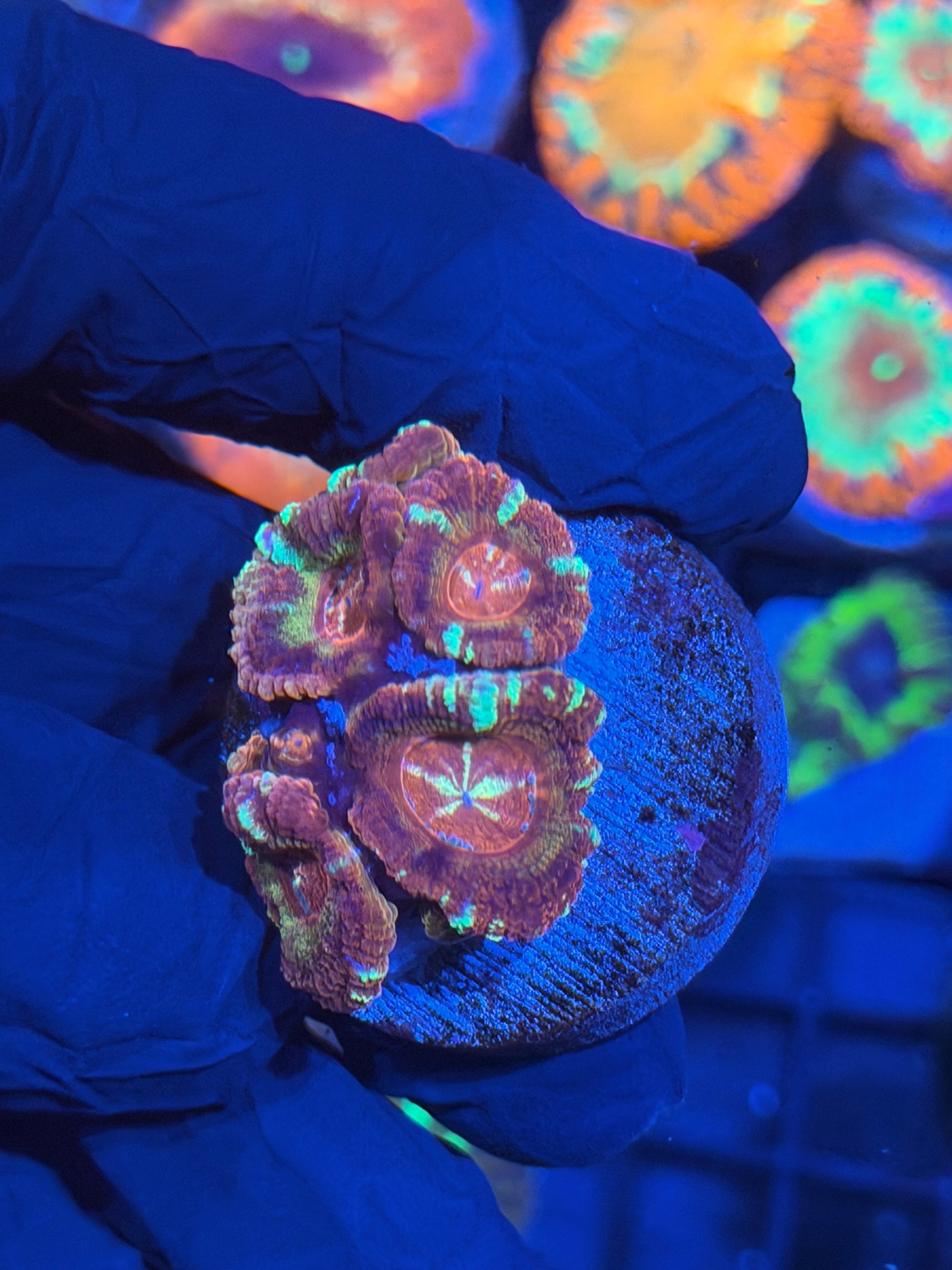 JEA Fireball Asian Acans 6+ Heads 12/1