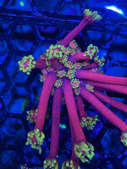 Jay's Exotic Coral Auctions
