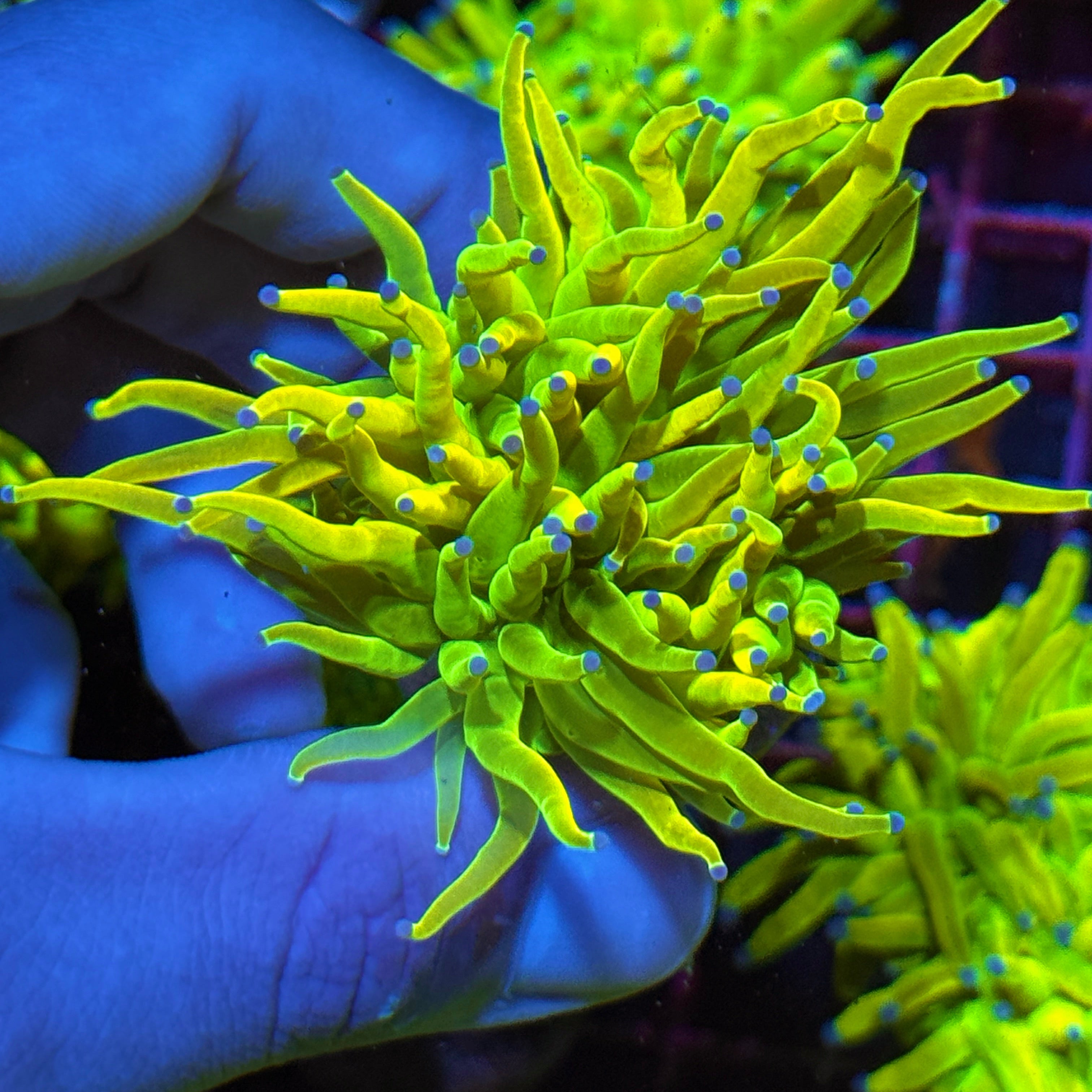JEA 24K Holy Grail Torch Coral 1 Head 10/12