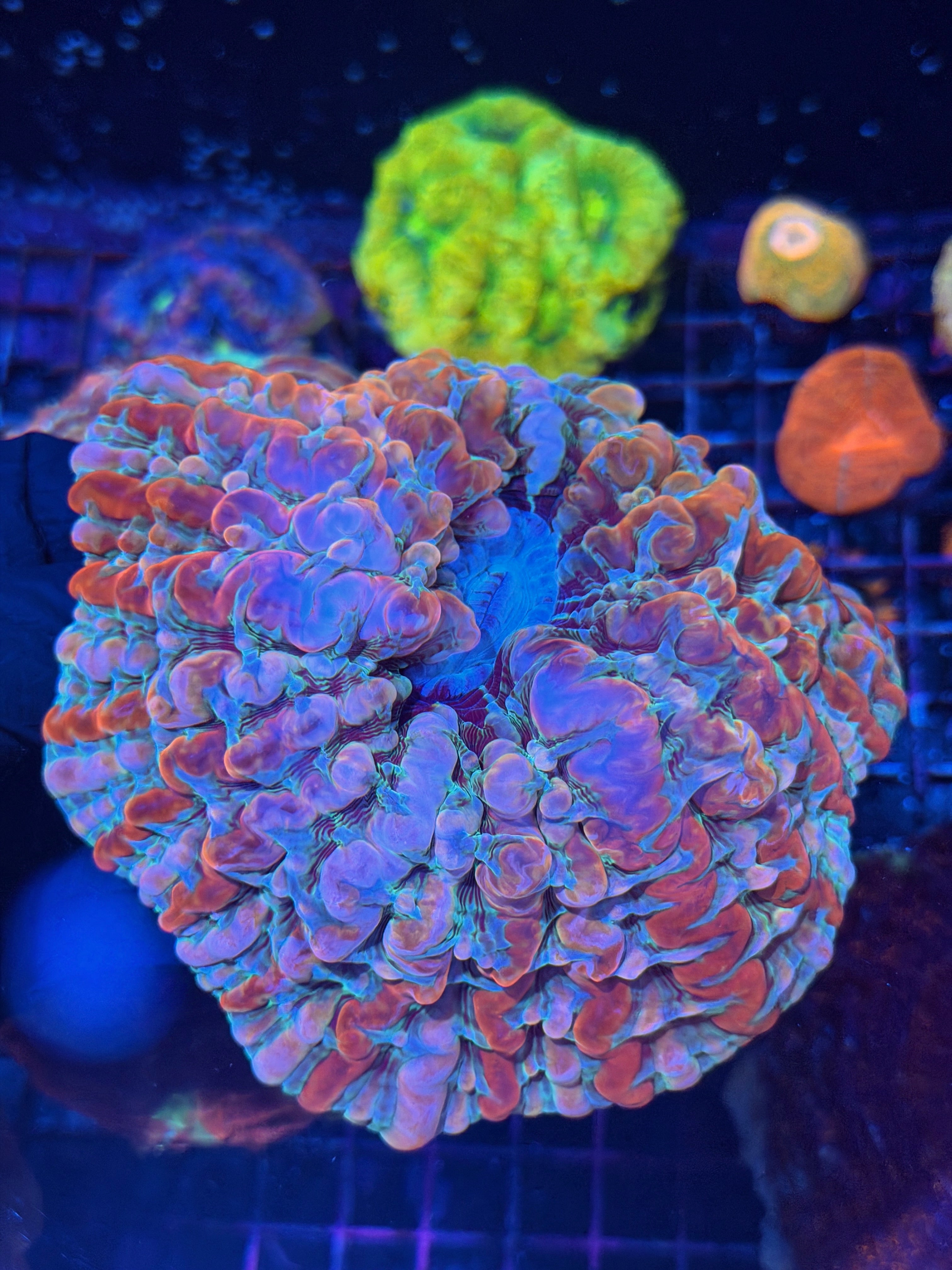 Rainbow Indophyllia Meat Coral XL Bouncing