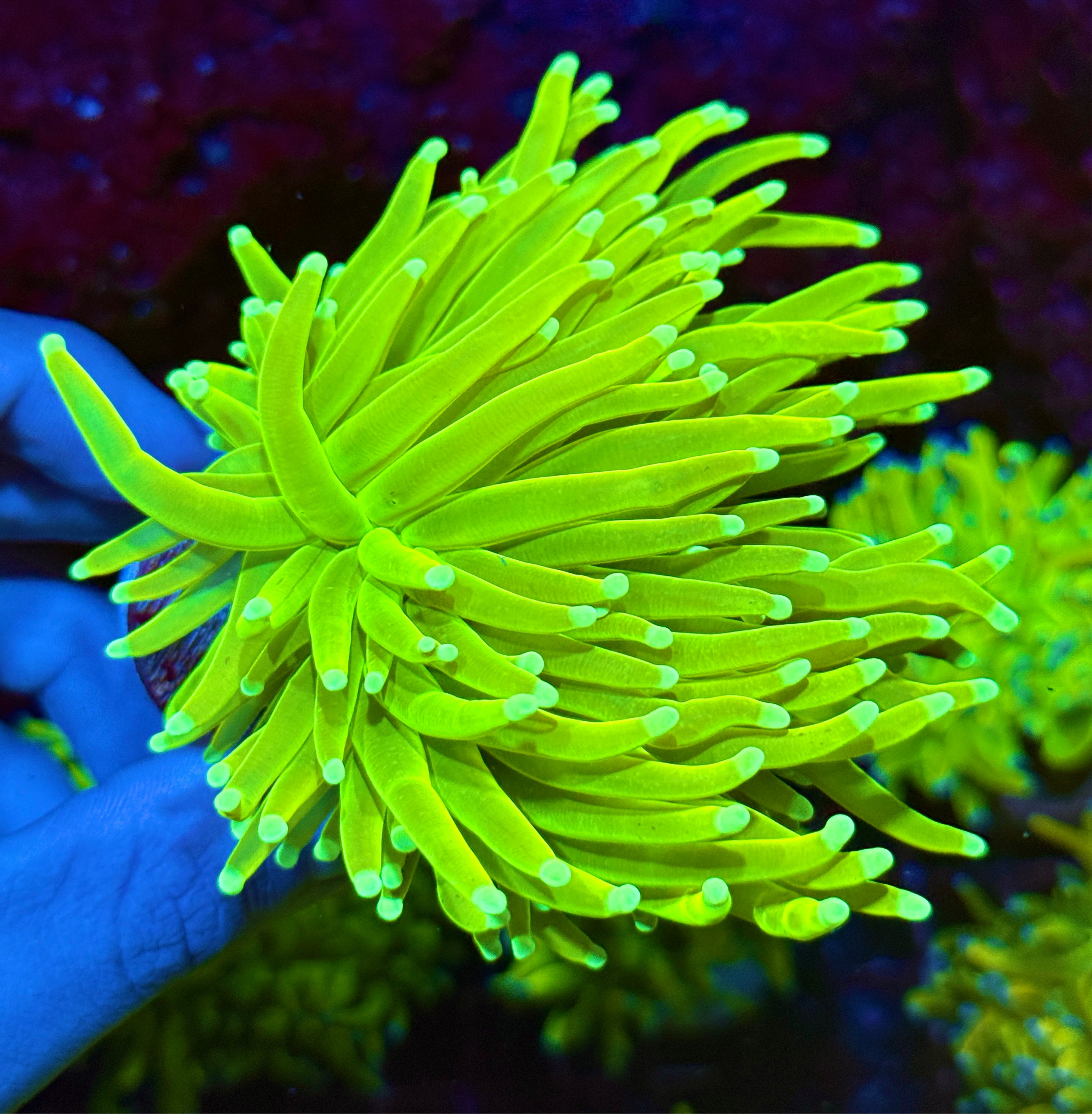 JEA Sunburn Holy Grail Torch Coral 1 XXL Head Show Size BRIGHT