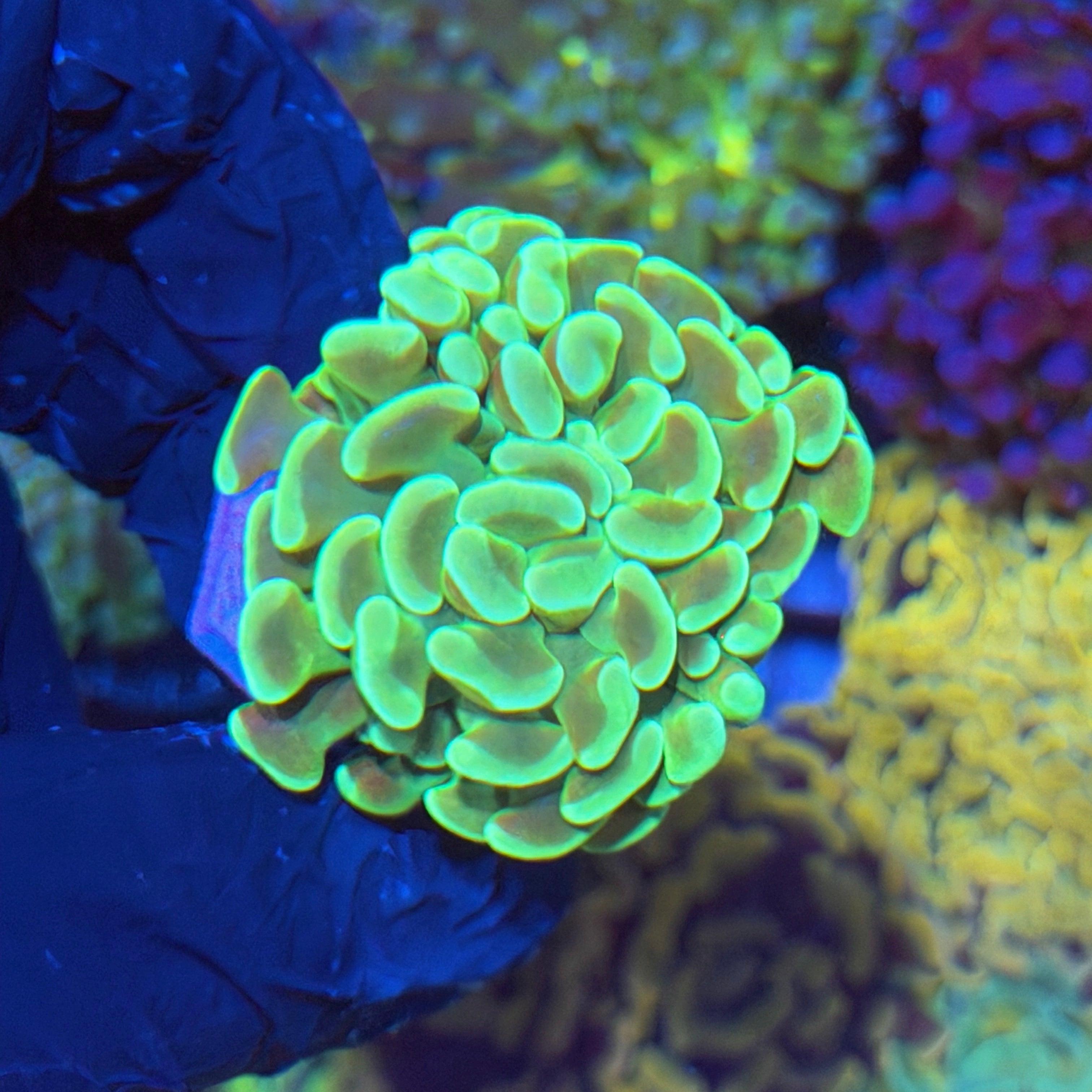 JEA Sour Apple Hammer Coral 1 XL Head 4/23
