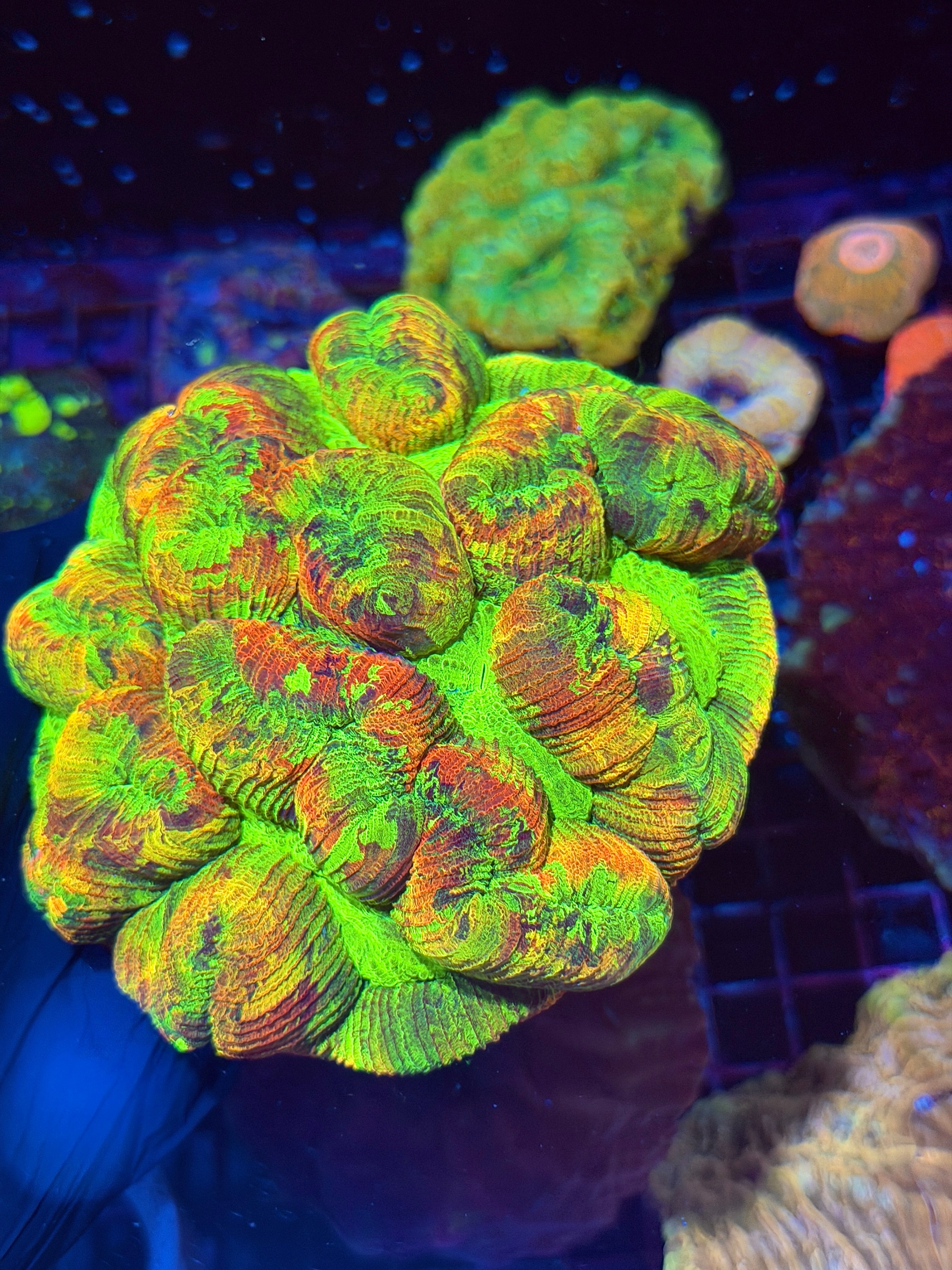 Insanely Bright Multicolor Trachyphyllia Meat Coral XXXL Show Piece