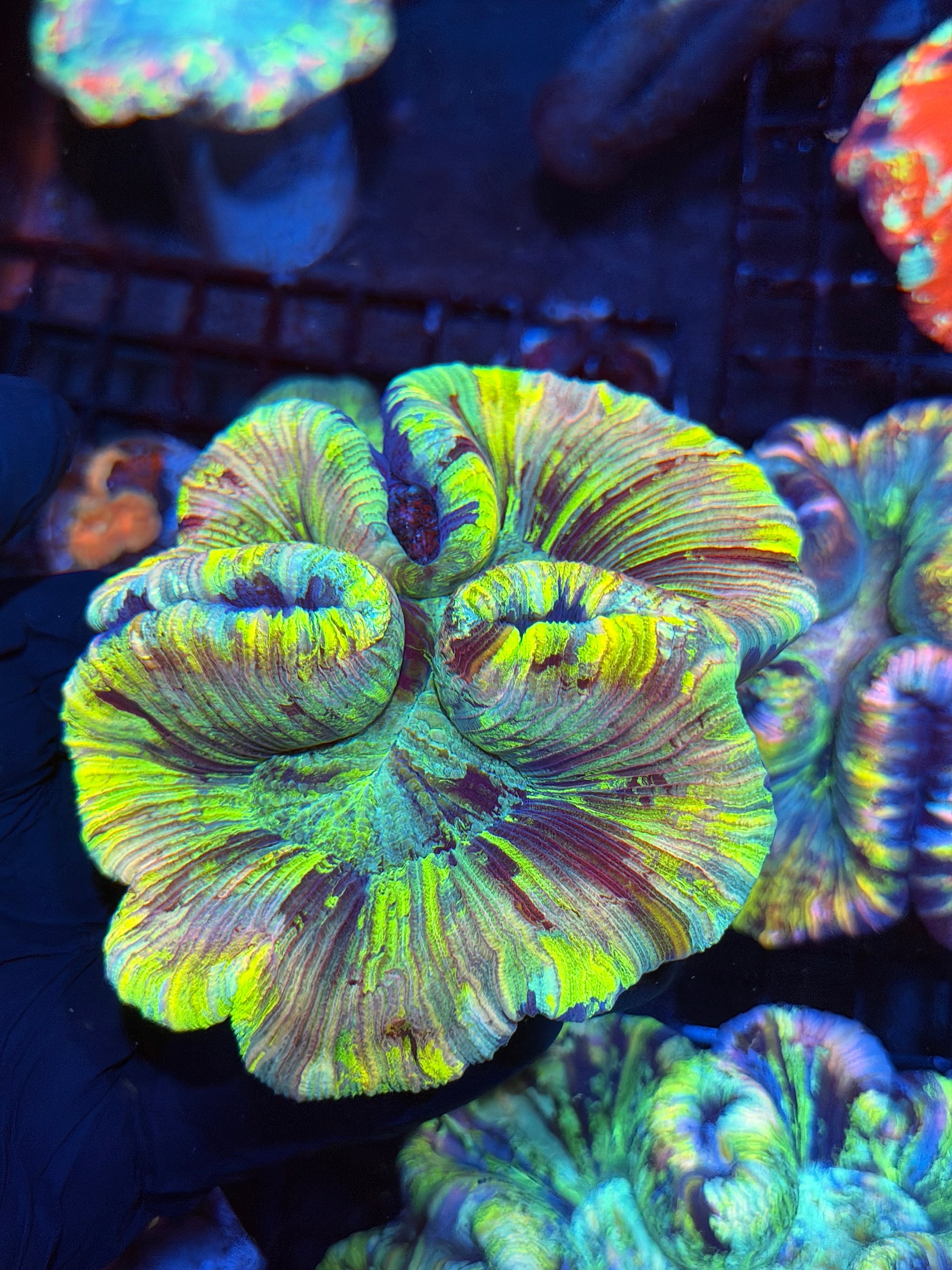 Insane Rainbow Trachyphyllia Meat Coral XL