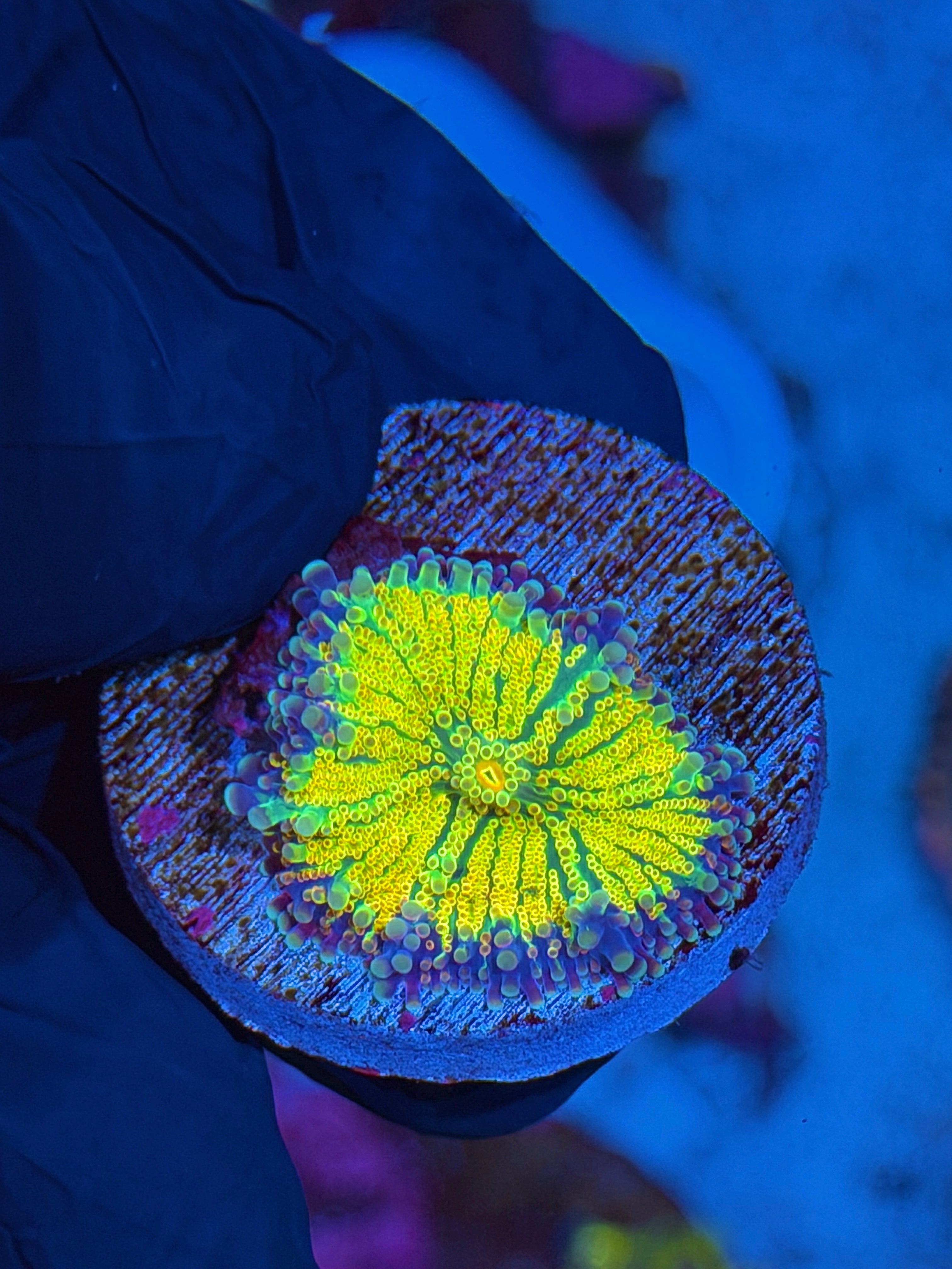 JEA Rainbow Magma Mushroom Coral