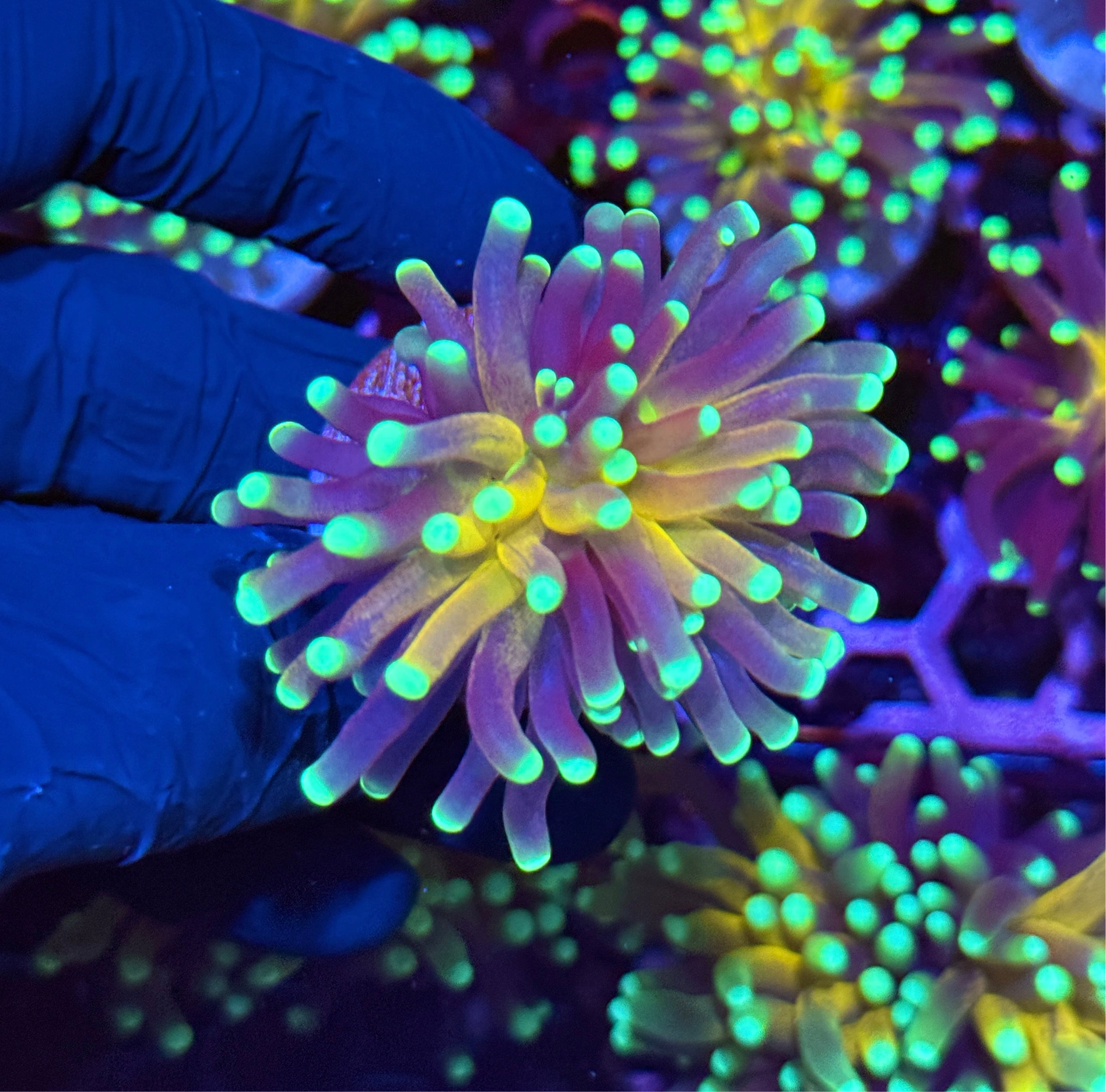 JEA Branching Tiger Torch Coral 1 XL Head Splitting