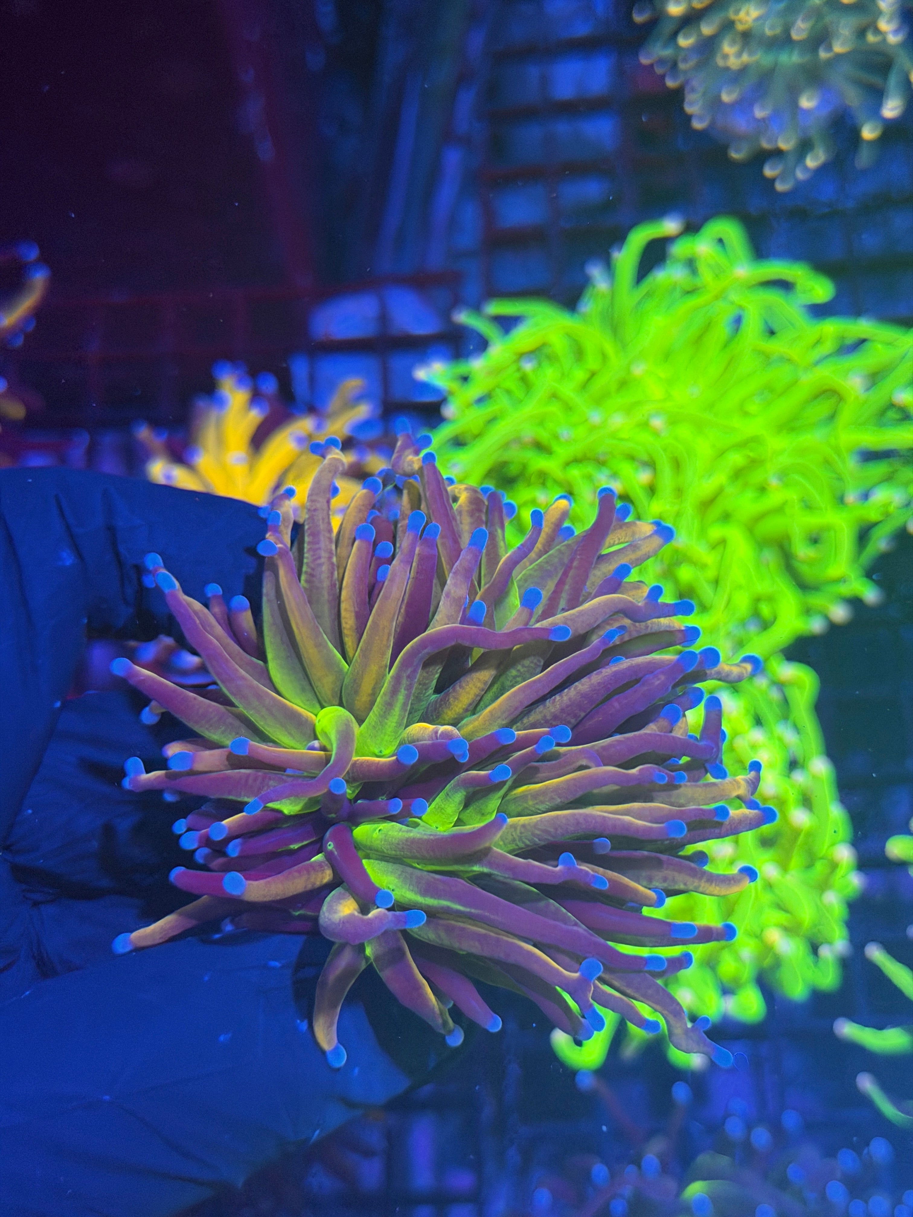 JEA Dragon God Torch Coral 1 XL Head Splitting