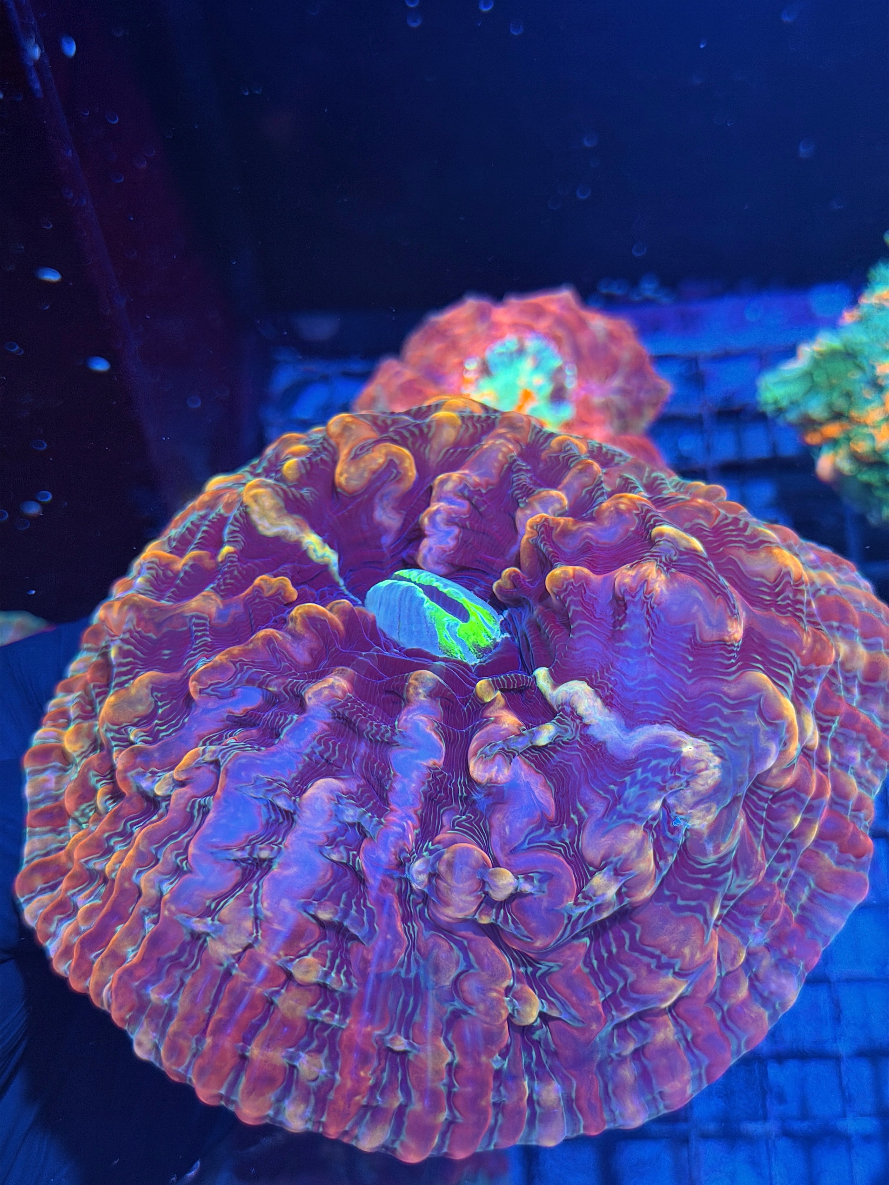 Rainbow Indophyllia Meat Coral