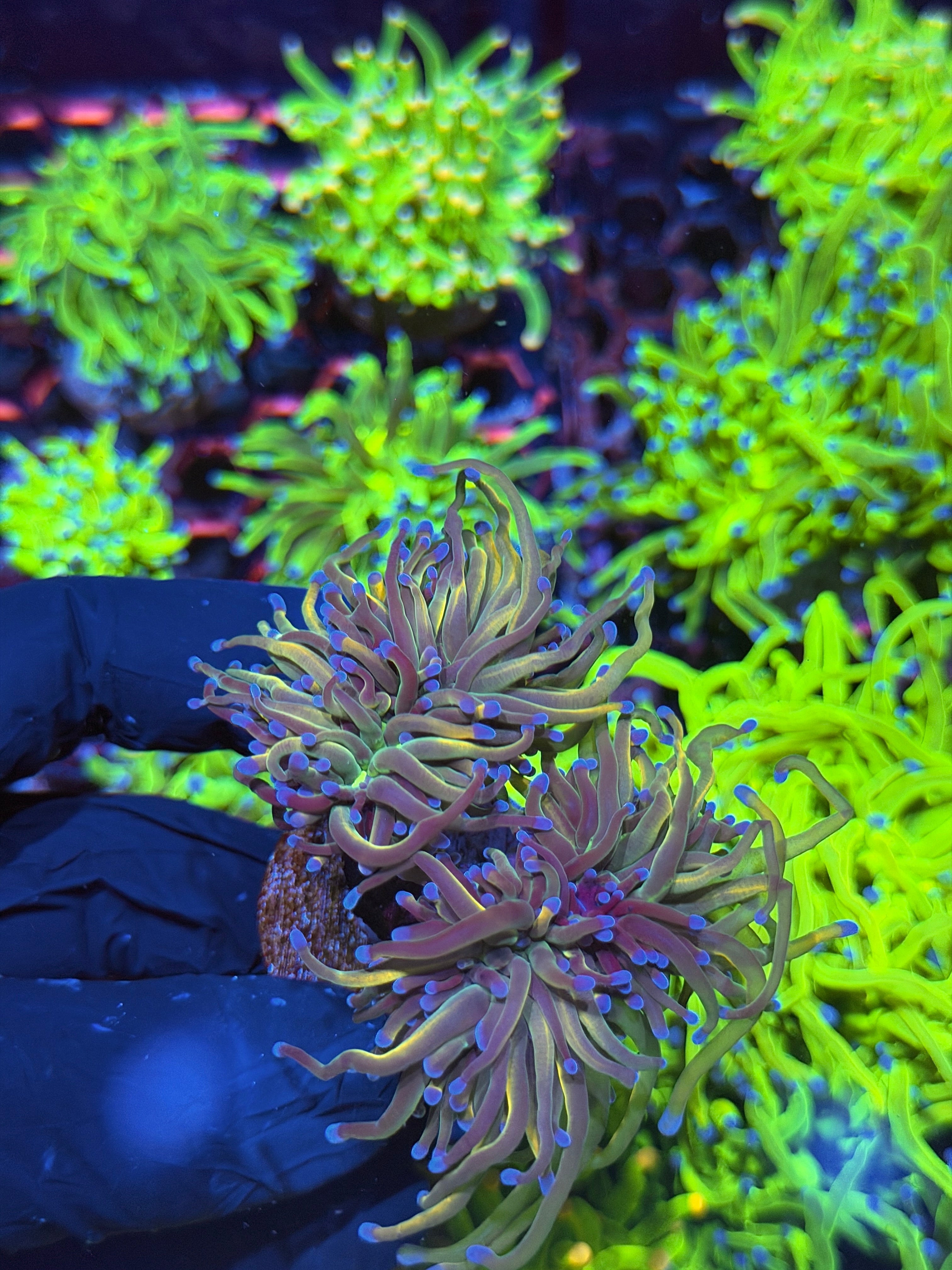 JEA Dragon Tamer Torch Coral 2 Heads Splitting to 4 XXL