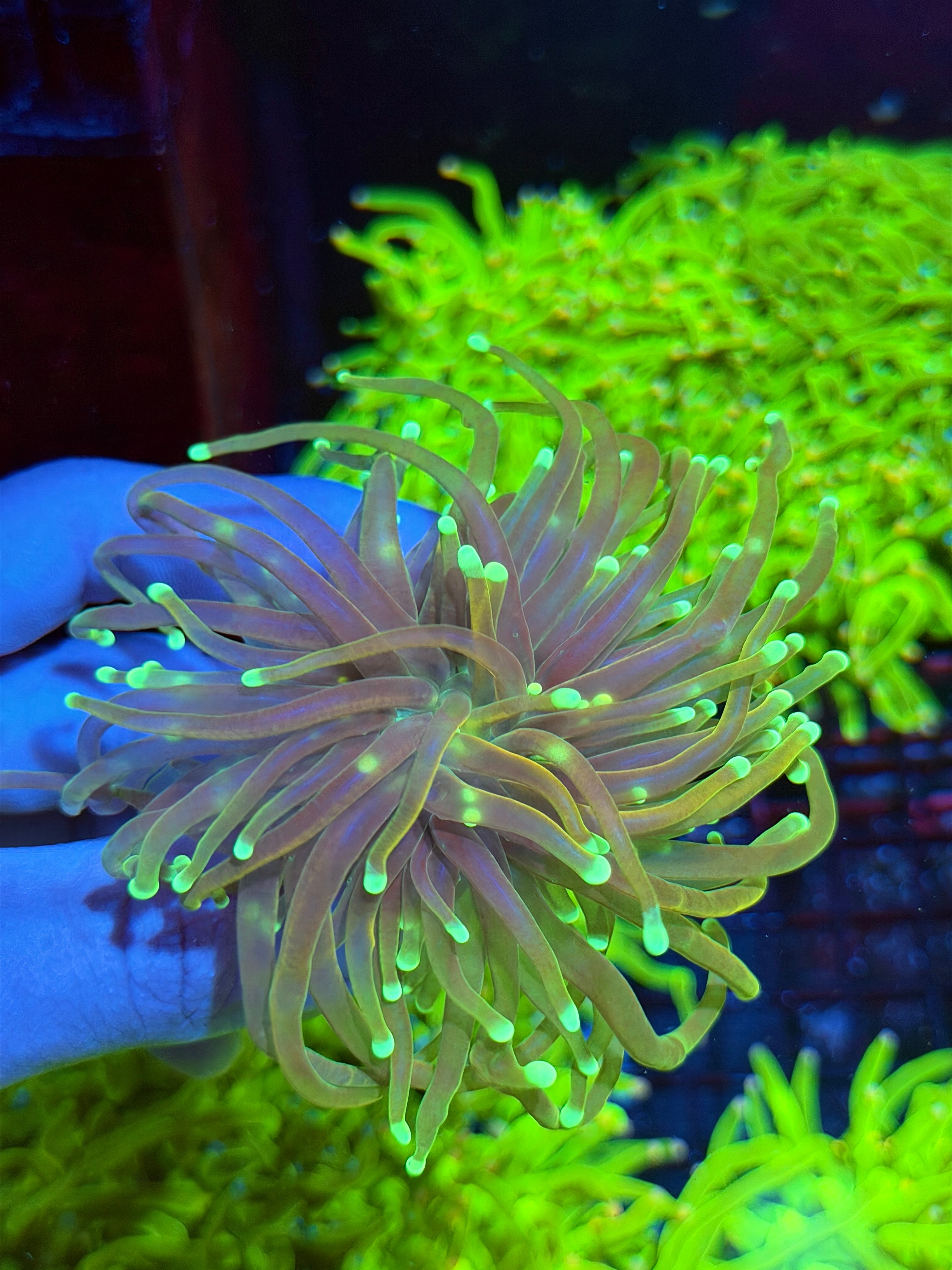 JEA 21 Tails Torch Coral 1 XL Head 9/6