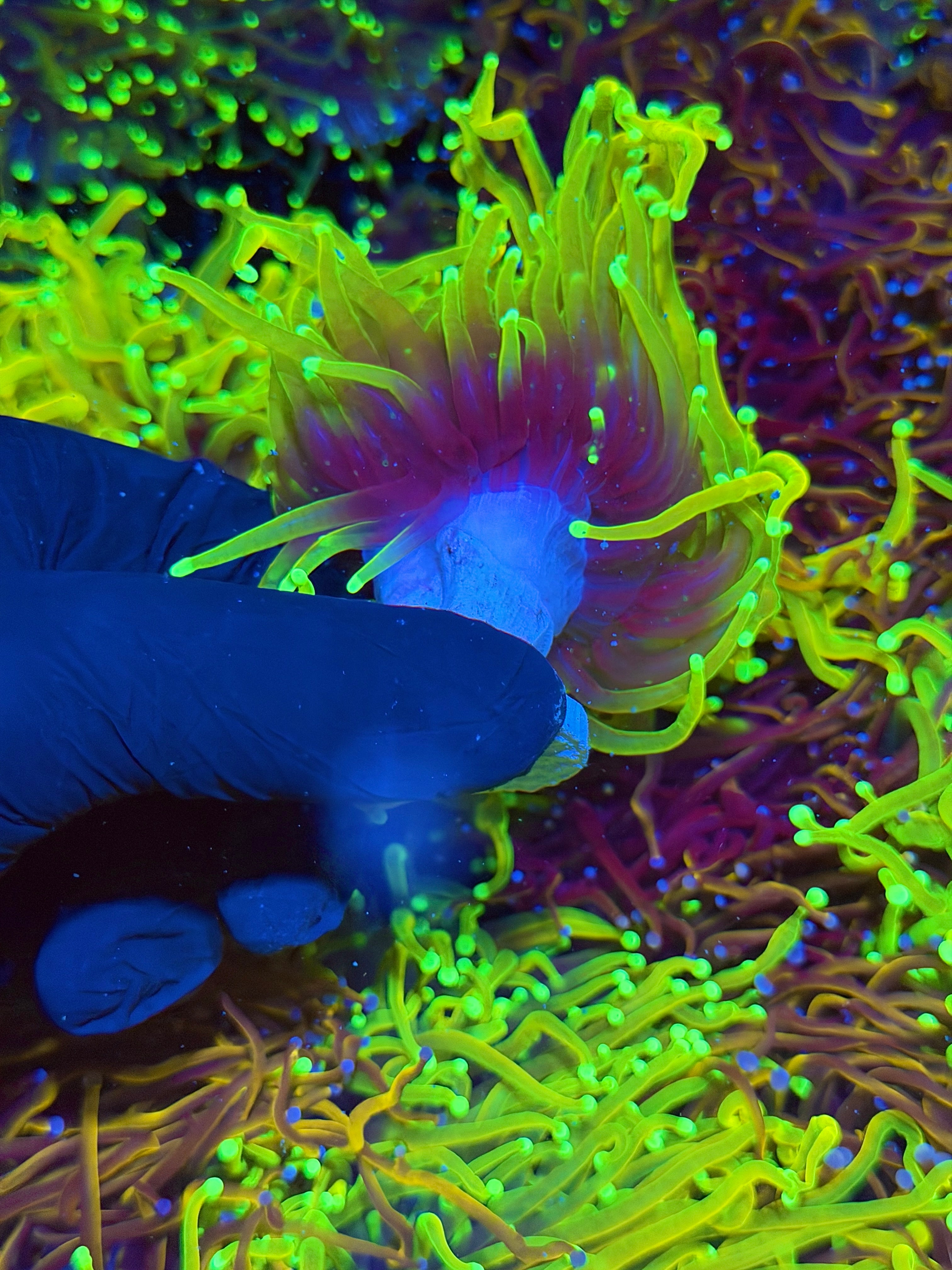 JEA Hellfire Torch Coral Cluster XXXL 2 Heads Splitting
